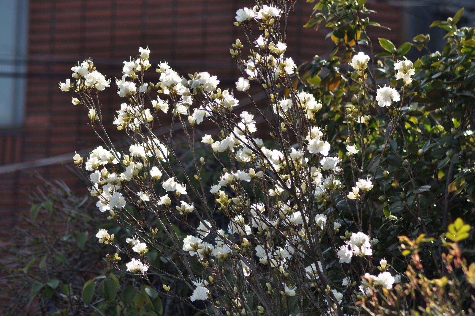 Nikon D90 sample photo. Korean rosebay, flowers, spring photography