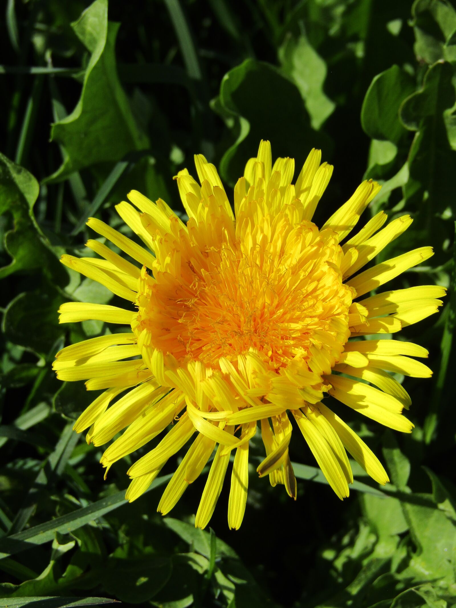 Canon PowerShot SX410 IS sample photo. Dandelion, spring, nature photography