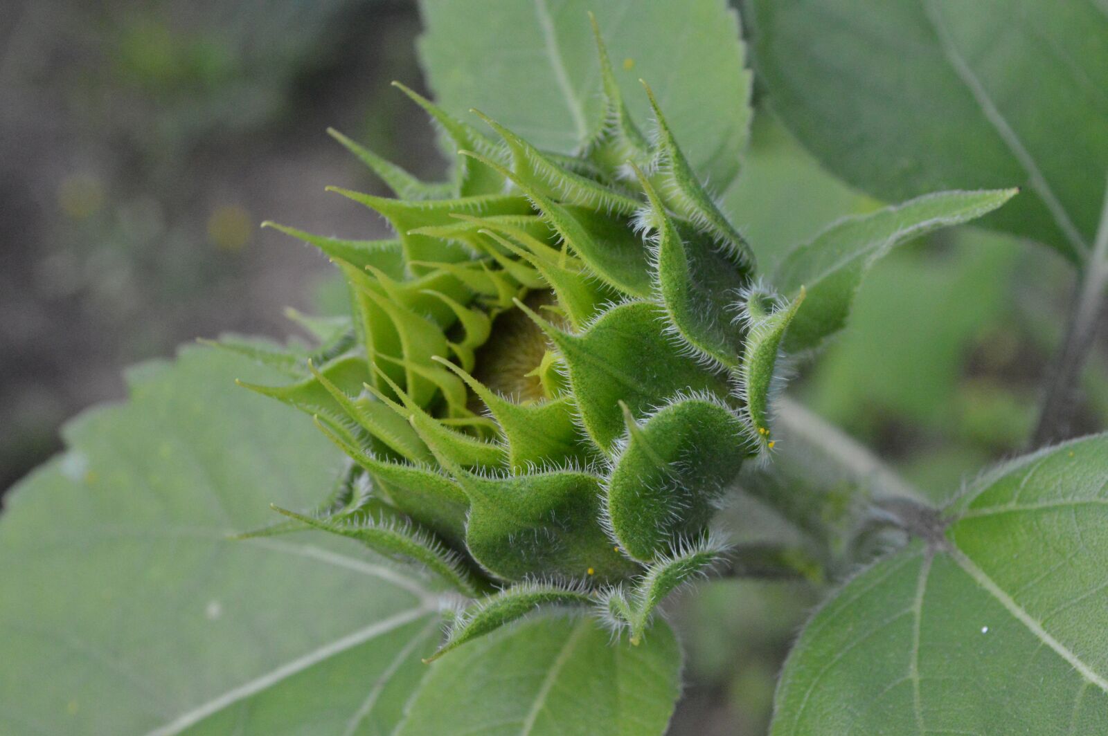 Nikon D3200 sample photo. Button, flower, plant photography