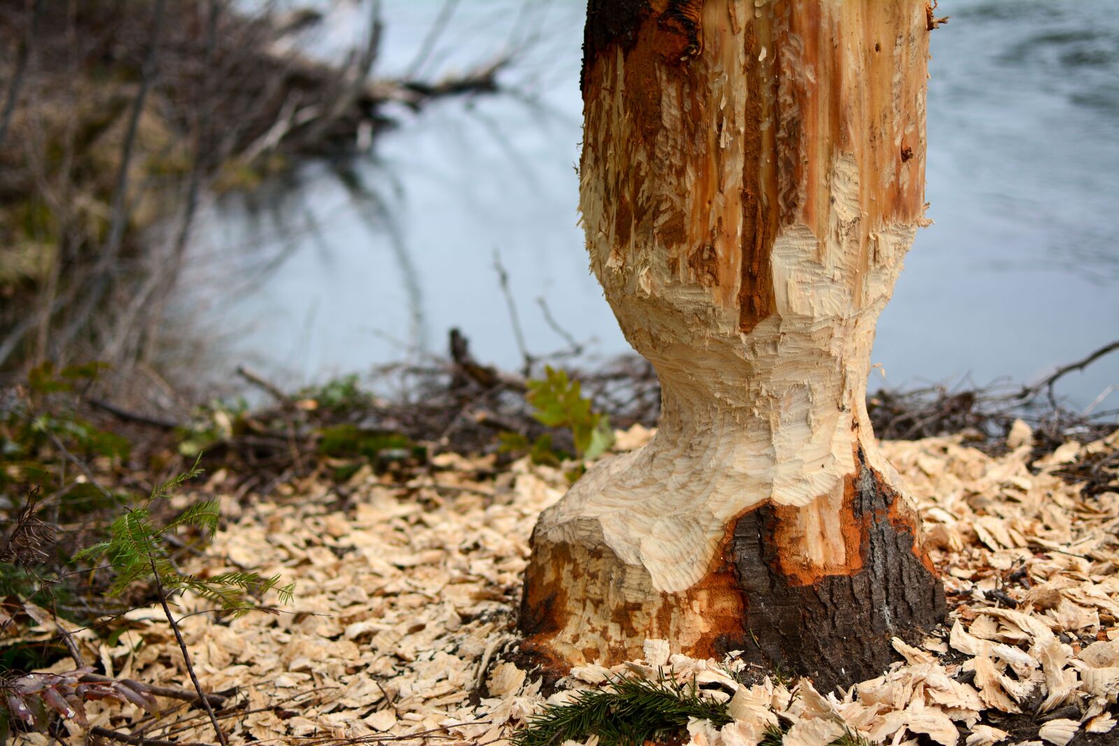 Nikon D5200 sample photo. Beaver, gnawed, nature, outdoors photography