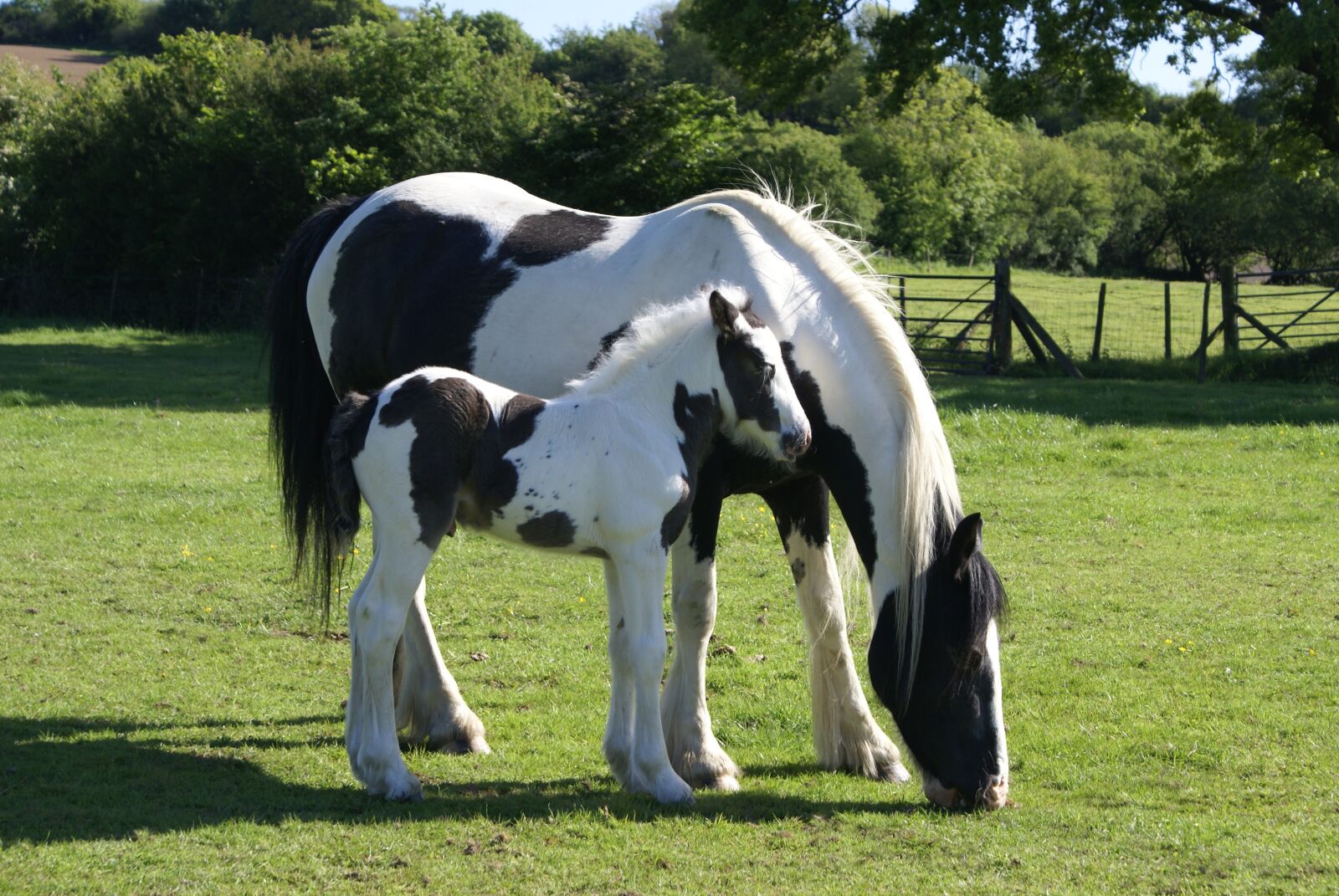 Sony Alpha DSLR-A100 sample photo. Mare and foal, foal photography