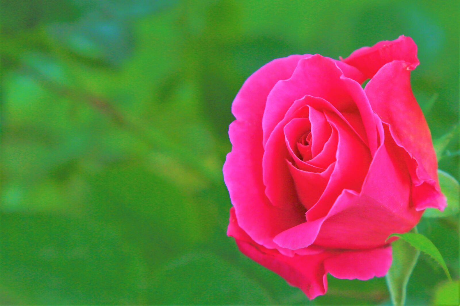 Canon EF 24-105mm F4L IS USM sample photo. Rose, spring, love photography