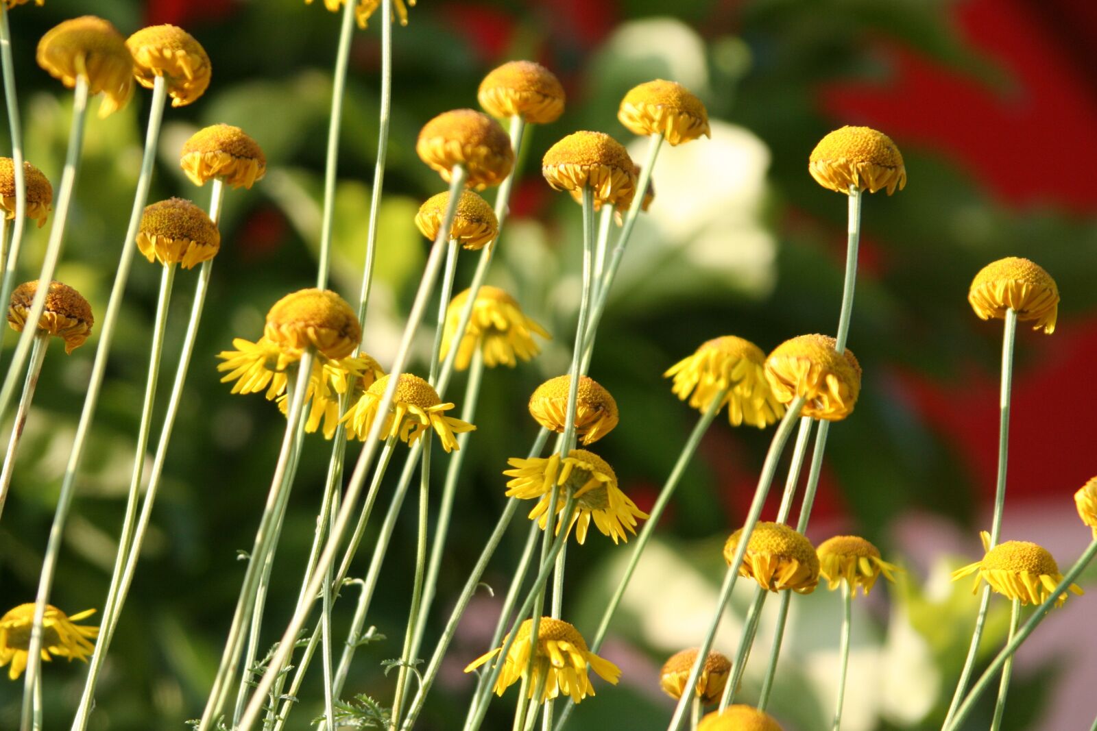 Canon EOS 350D (EOS Digital Rebel XT / EOS Kiss Digital N) sample photo. Flowers, yellow, stems photography