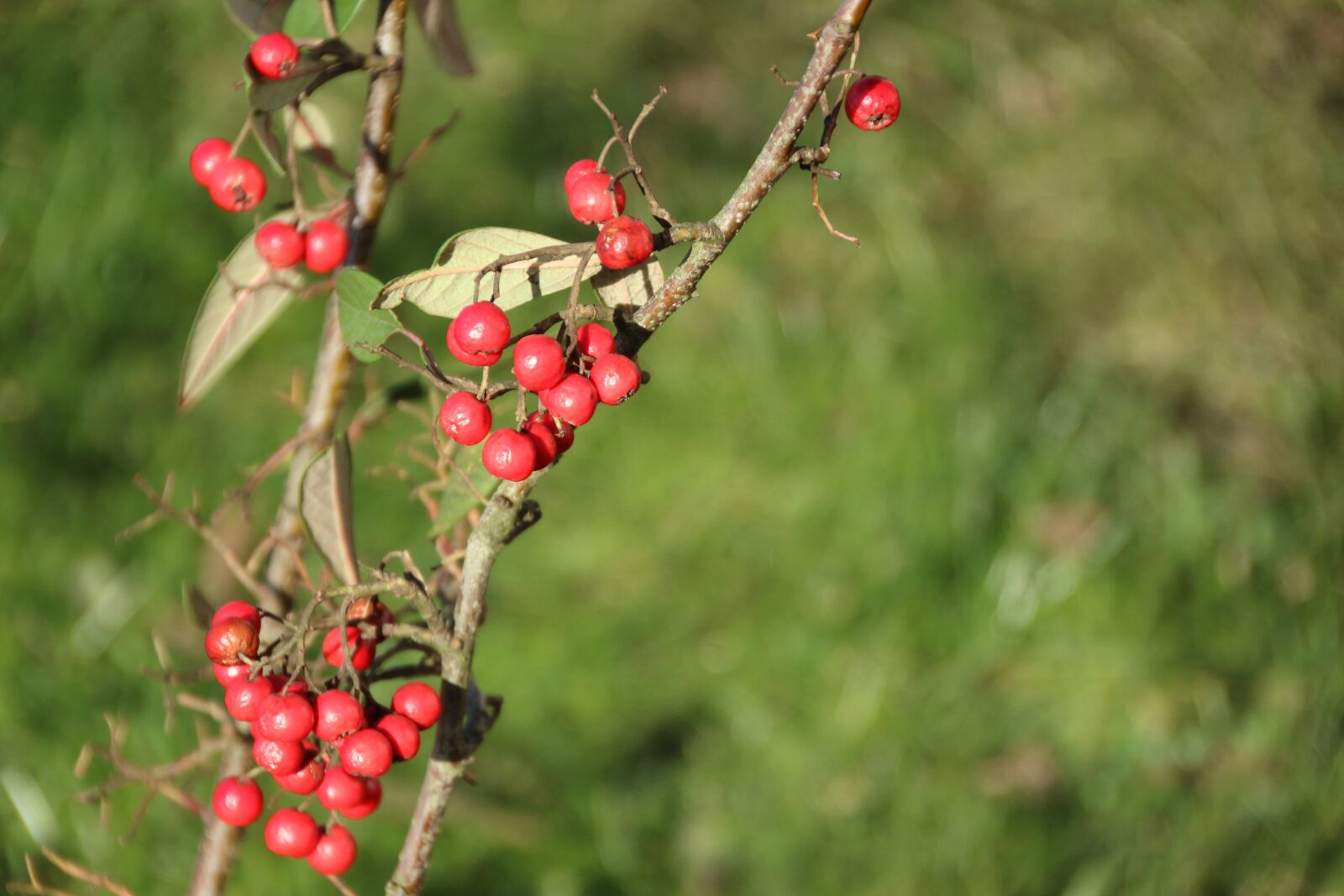 Canon EOS M10 sample photo. Nature, leaf, tree photography