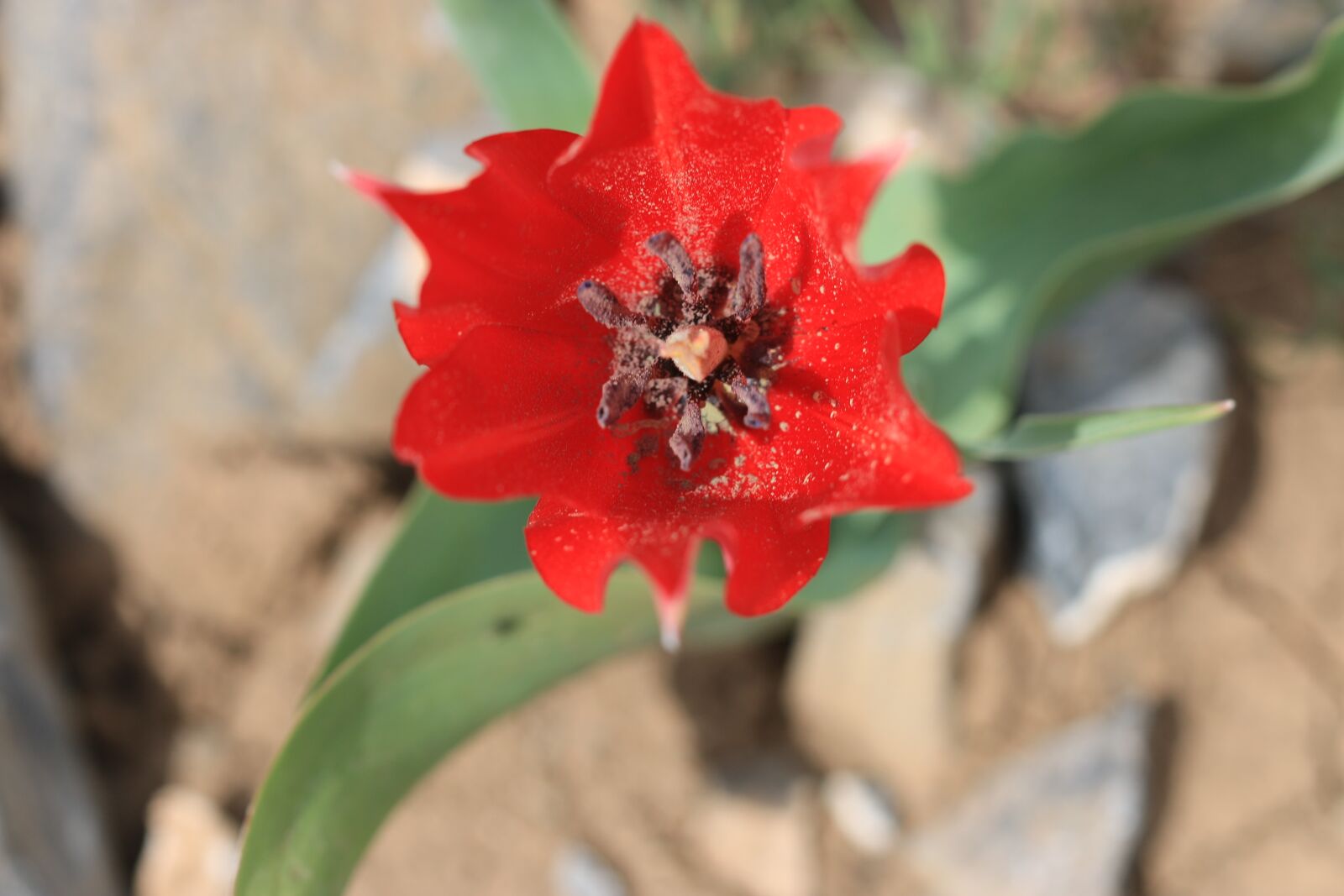 Canon EOS 70D + Canon EF 100mm F2.8 Macro USM sample photo. Green, red, flower photography