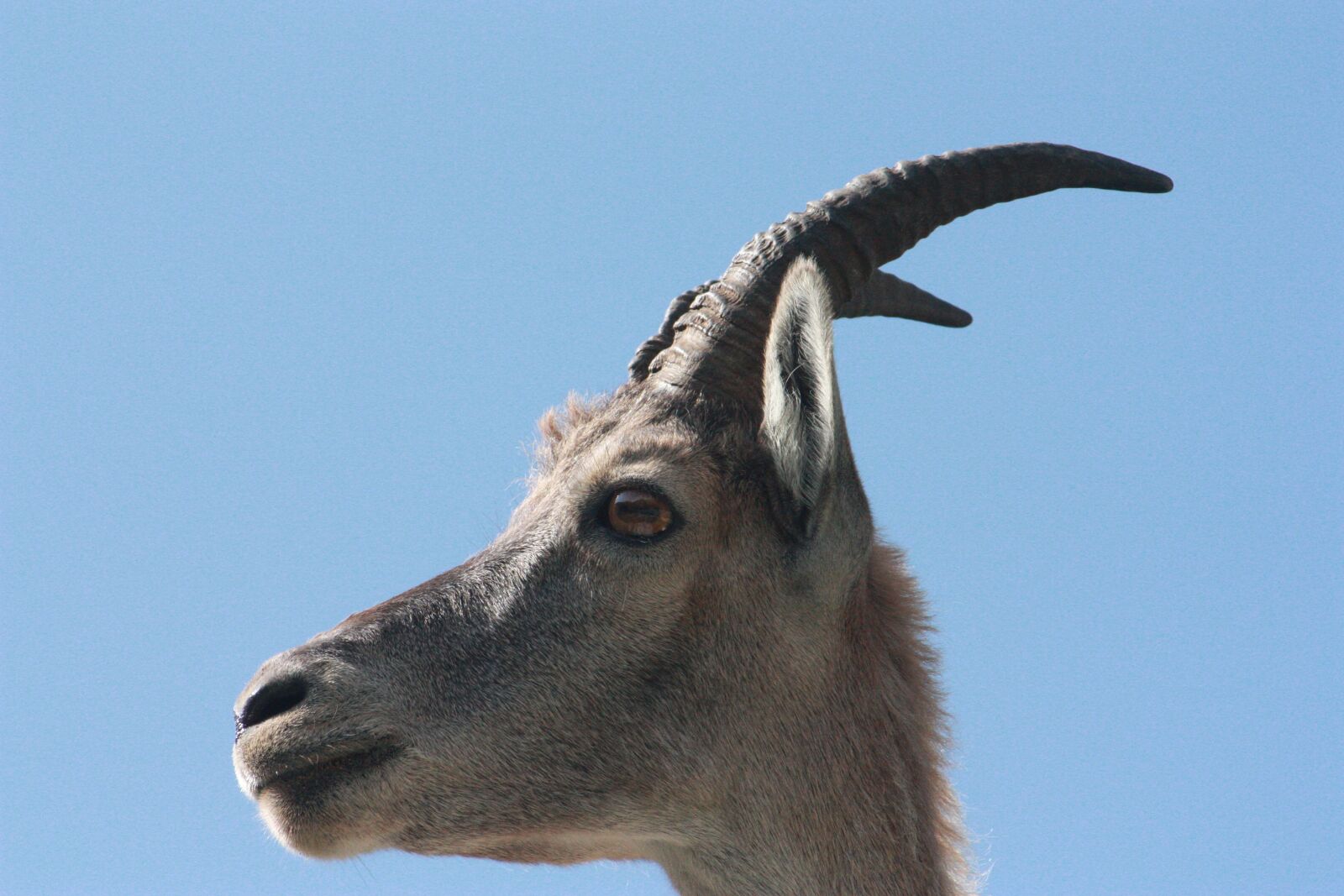 Canon EOS 450D (EOS Rebel XSi / EOS Kiss X2) sample photo. Ibex, nature, mountain photography