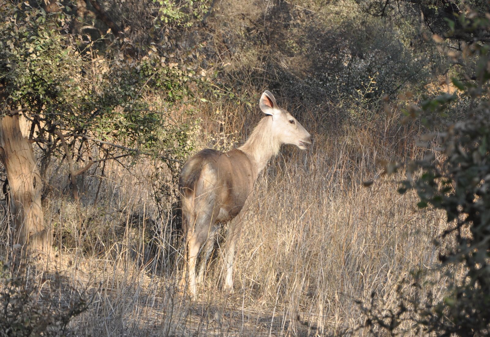 Nikon D90 sample photo. Sambar, rusa unicolor, wildlife photography