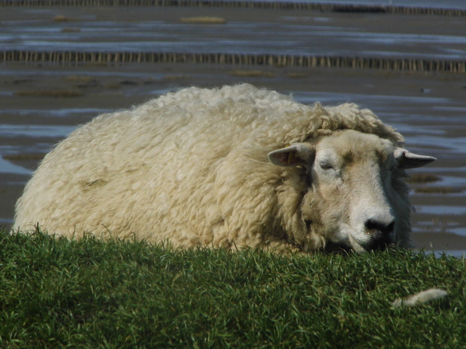 Rollei Powerflex 210 HD sample photo. Dithmarschen, sheep, dike photography