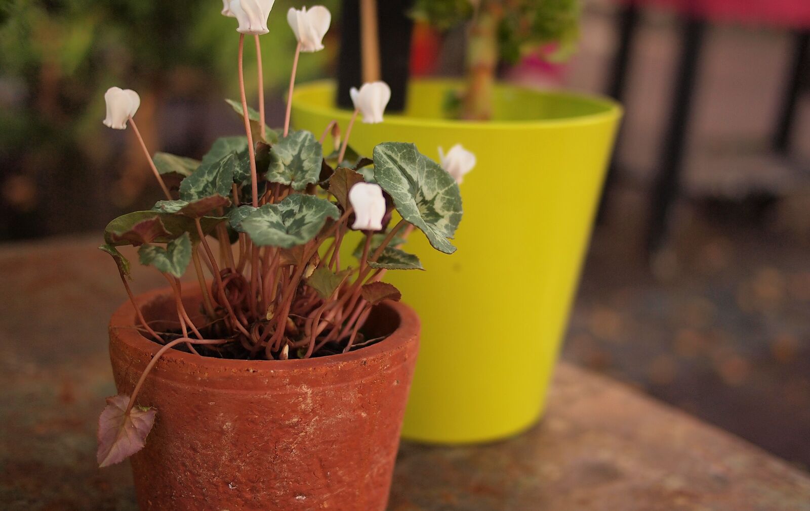 Olympus PEN E-PL1 sample photo. Plants, pot, garden photography