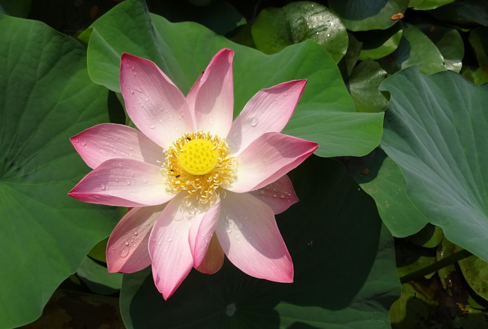 Sony DSC-HX60V sample photo. Lotus, flower, pink photography