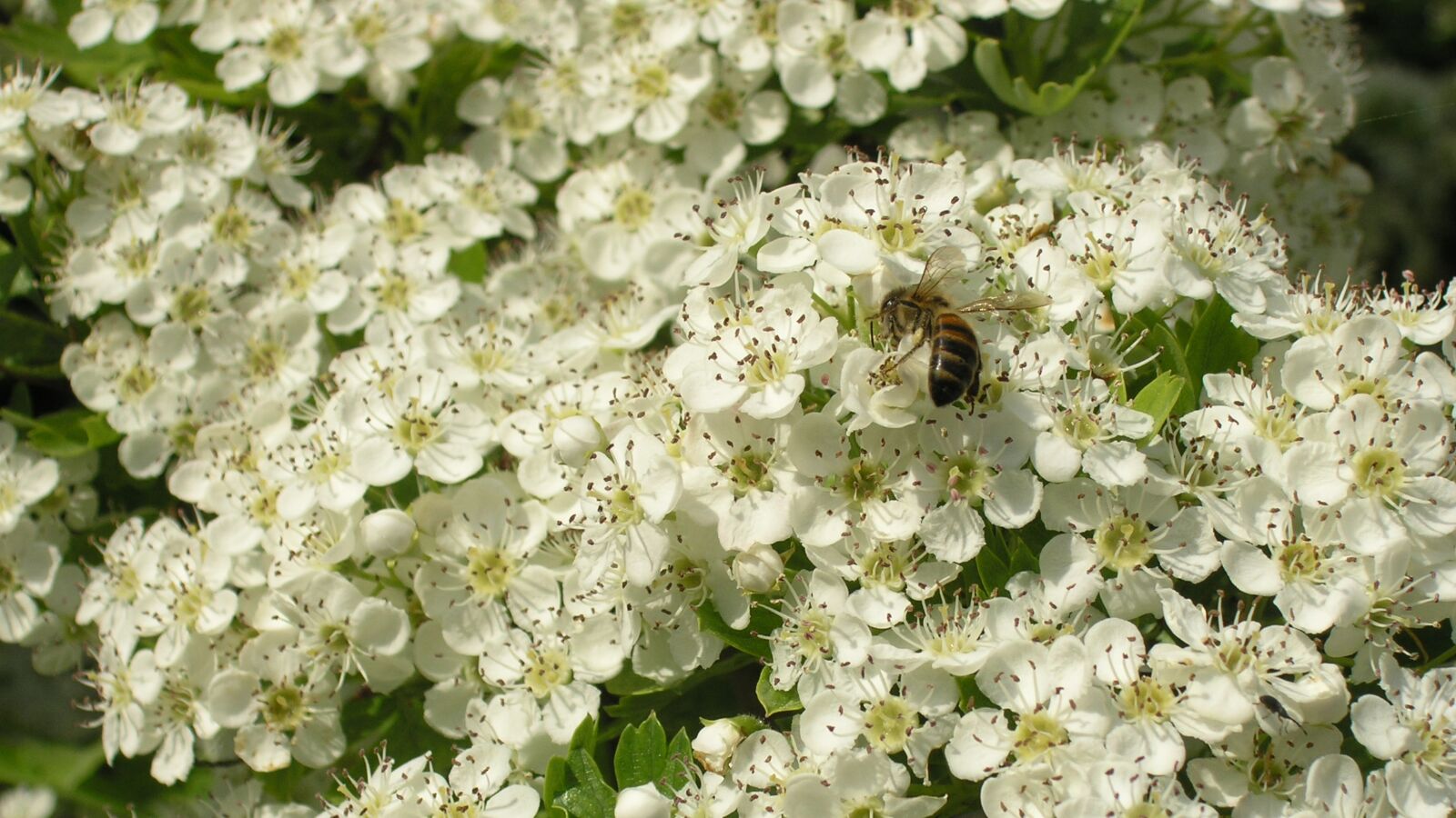 Olympus C5060WZ sample photo. Flowers, bee, nature photography