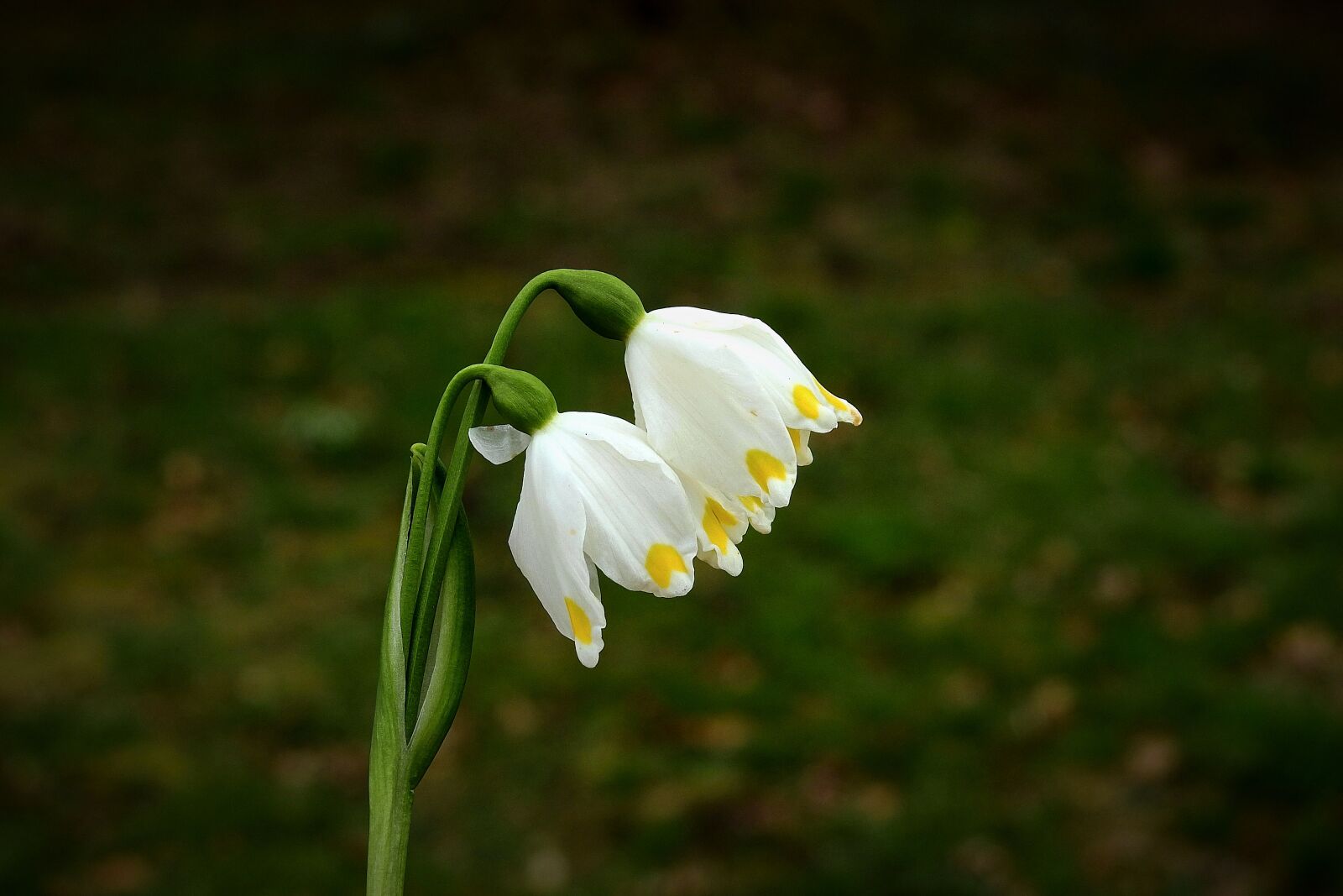 Nikon Coolpix P900 sample photo. Snowdrops, para, white photography