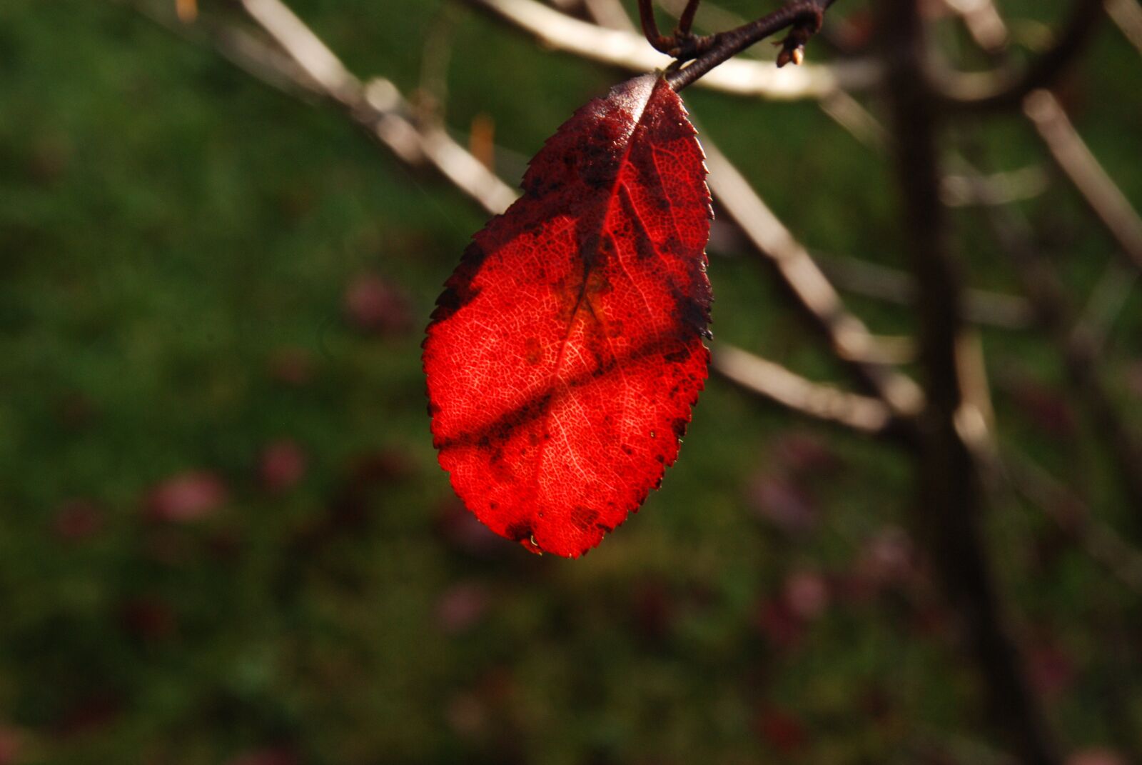 Nikon D80 sample photo. Sheet, autumn, sun photography