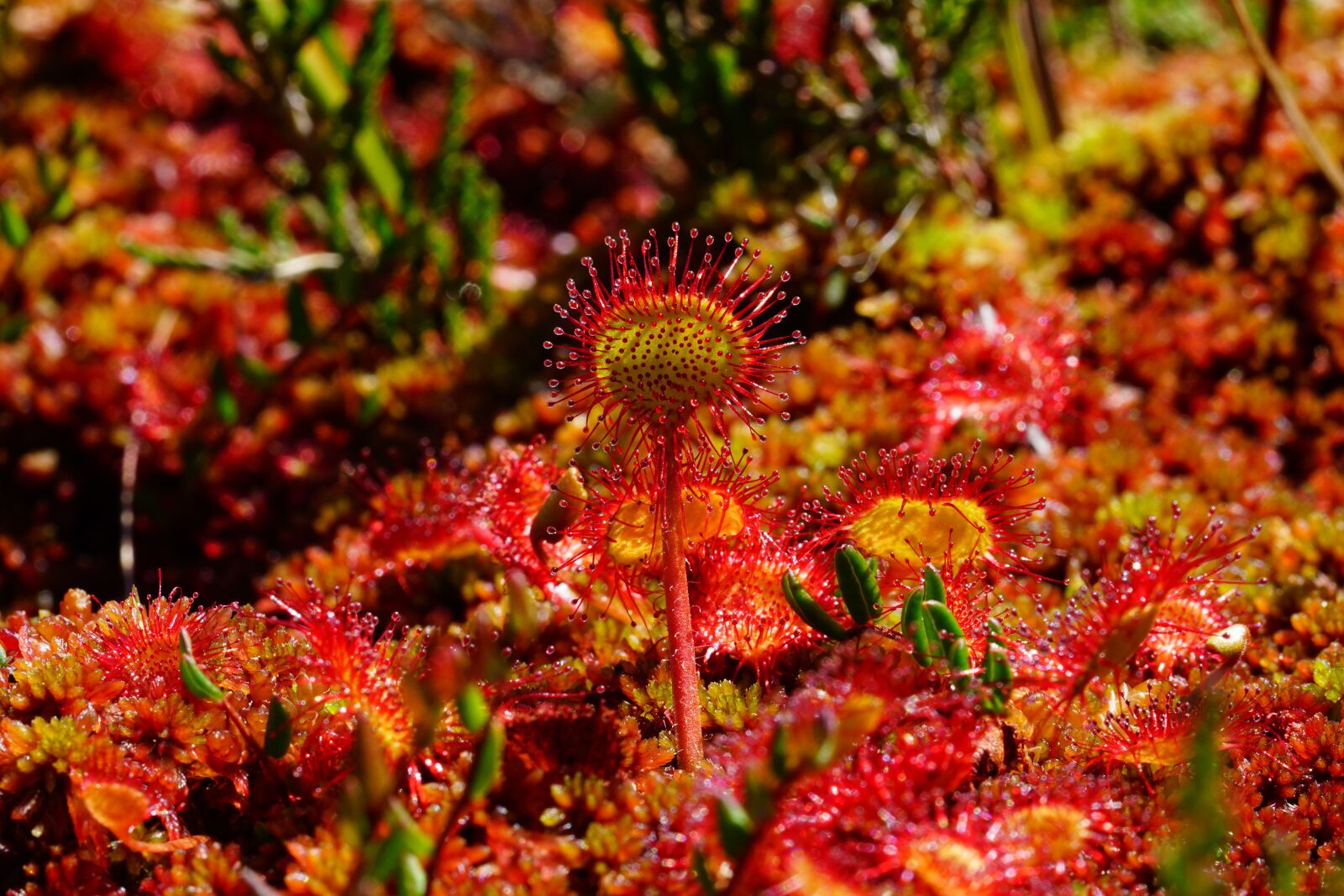 Sony a7R II + Sony FE 90mm F2.8 Macro G OSS sample photo. Round-leaved sundew, sundew, drosera photography