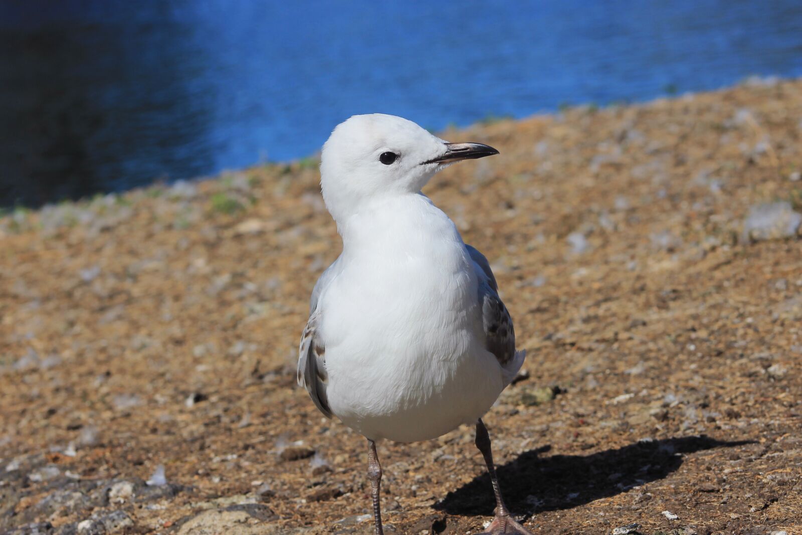 Canon EF75-300mm f/4-5.6 sample photo. Water, seagull, scenic photography