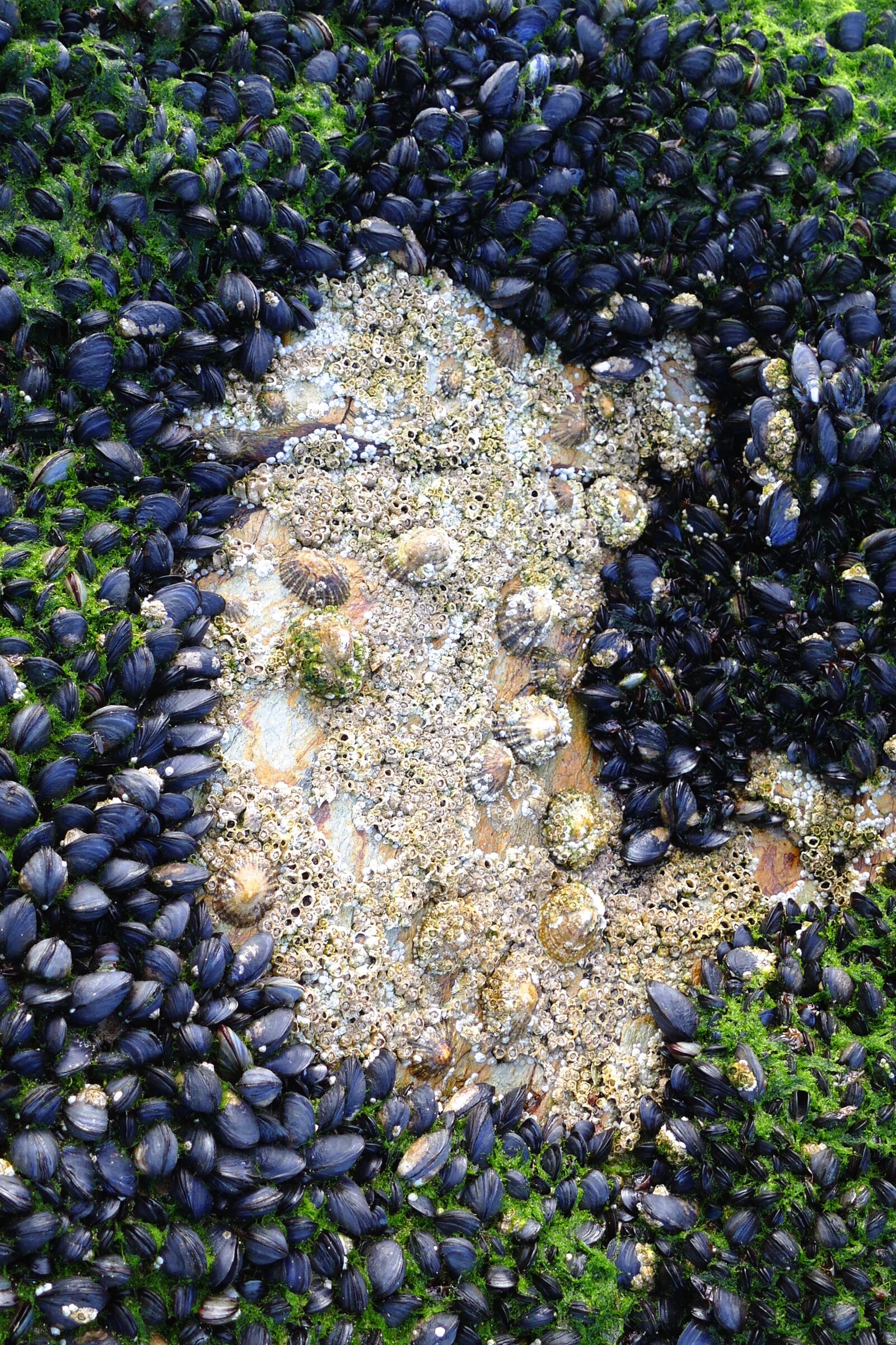Panasonic Lumix DMC-FZ1000 sample photo. Shellfish, mussels, limpets photography