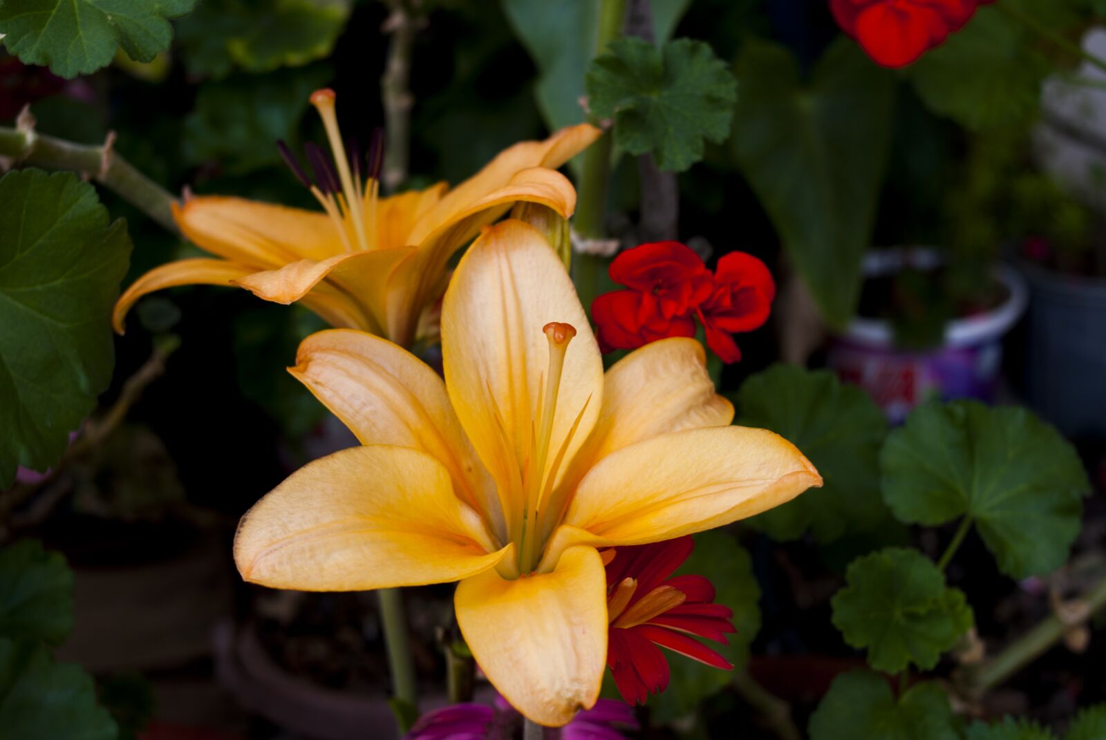 Nikon D60 sample photo. Lily, nature, plant photography
