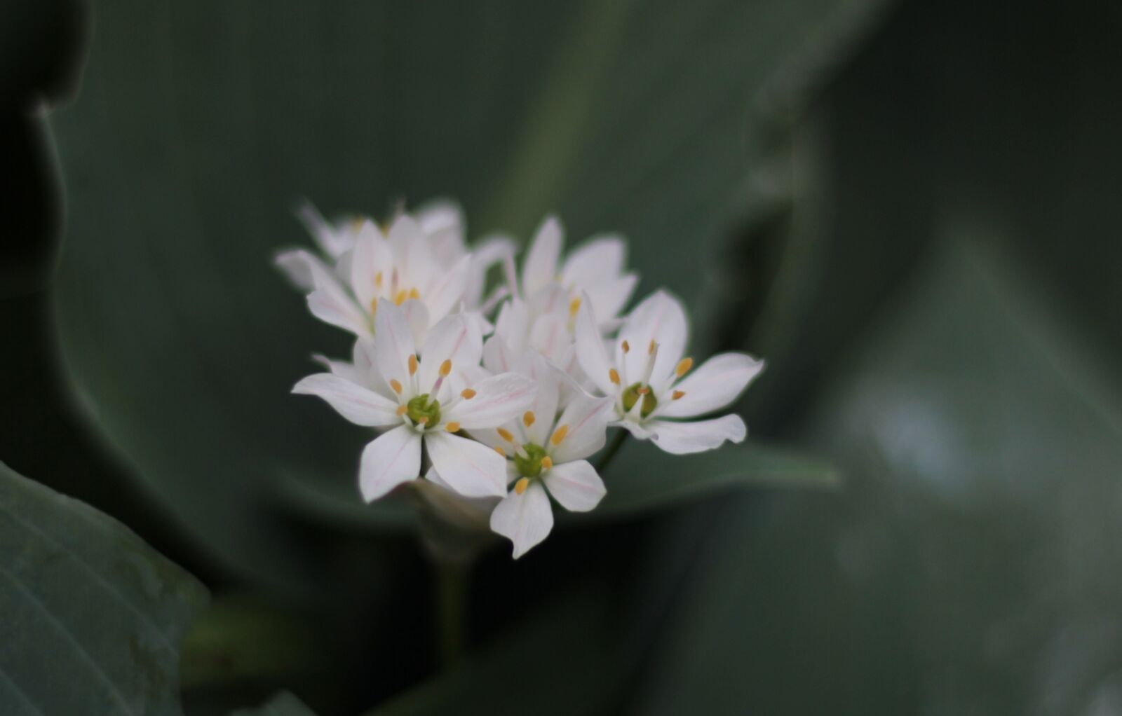 Canon EOS 600D (Rebel EOS T3i / EOS Kiss X5) + Canon EF 50mm F1.8 STM sample photo. Triteleia laxa, brodiaea, plant photography