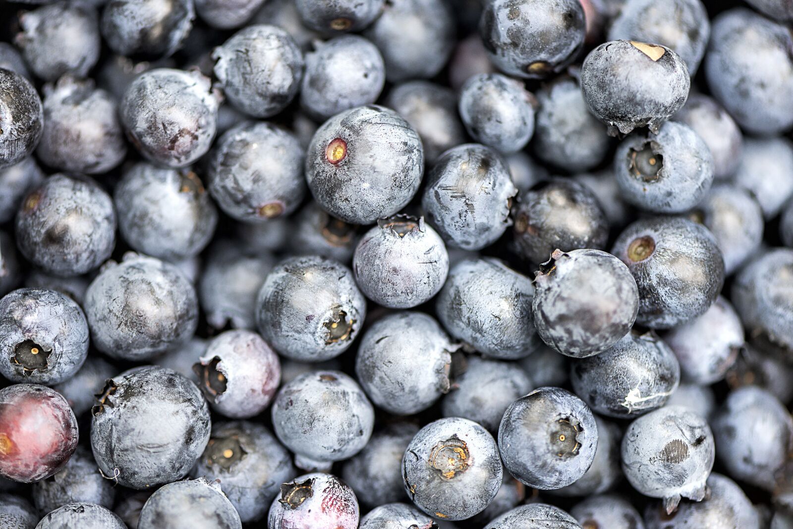 Nikon D610 sample photo. Blueberry, fruit, delicious photography