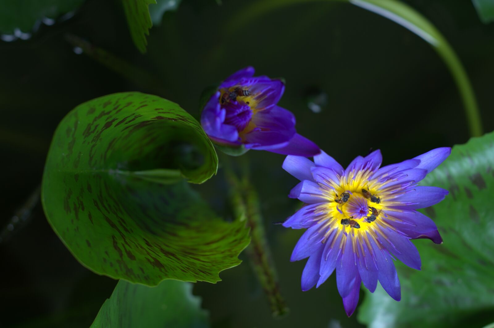 Nikon D7000 sample photo. Lotus, bee, along photography