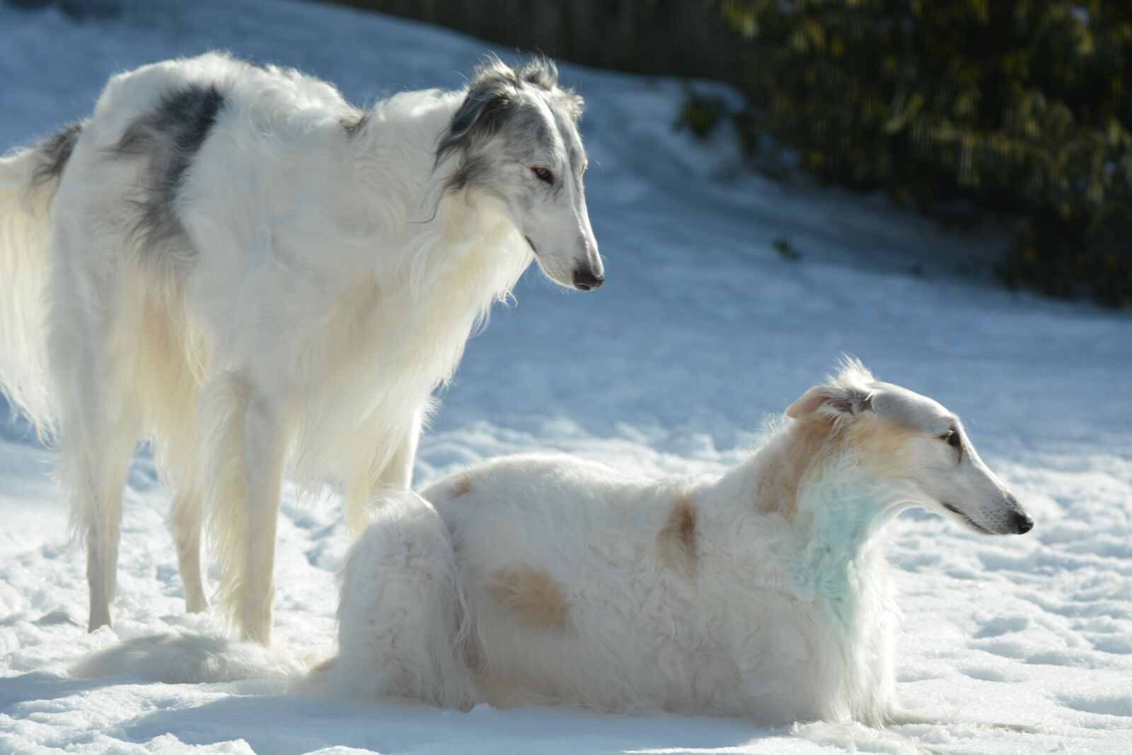 Nikon D5200 sample photo. Dogs, pets, puppy photography