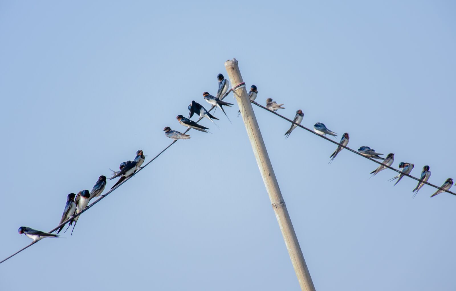 Nikon D7000 sample photo. Birds, line, bluesky photography