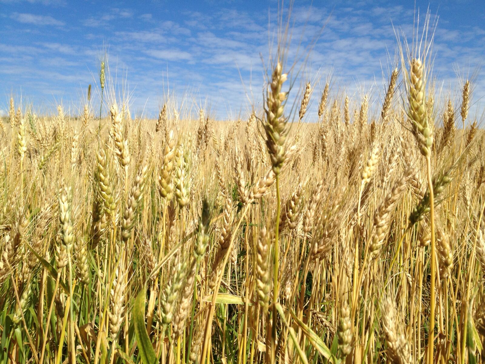 Apple iPhone 4S sample photo. Wheat, blue sky, summer photography