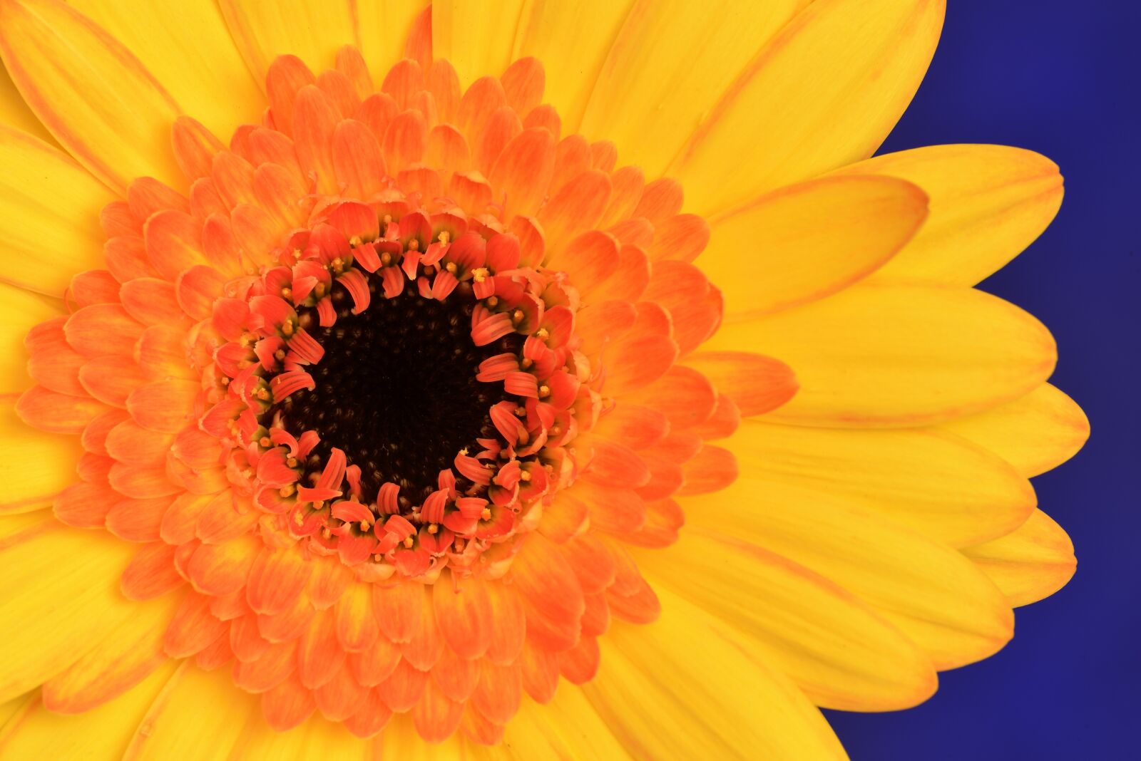 Nikon D610 sample photo. Flower, orange, yellow photography