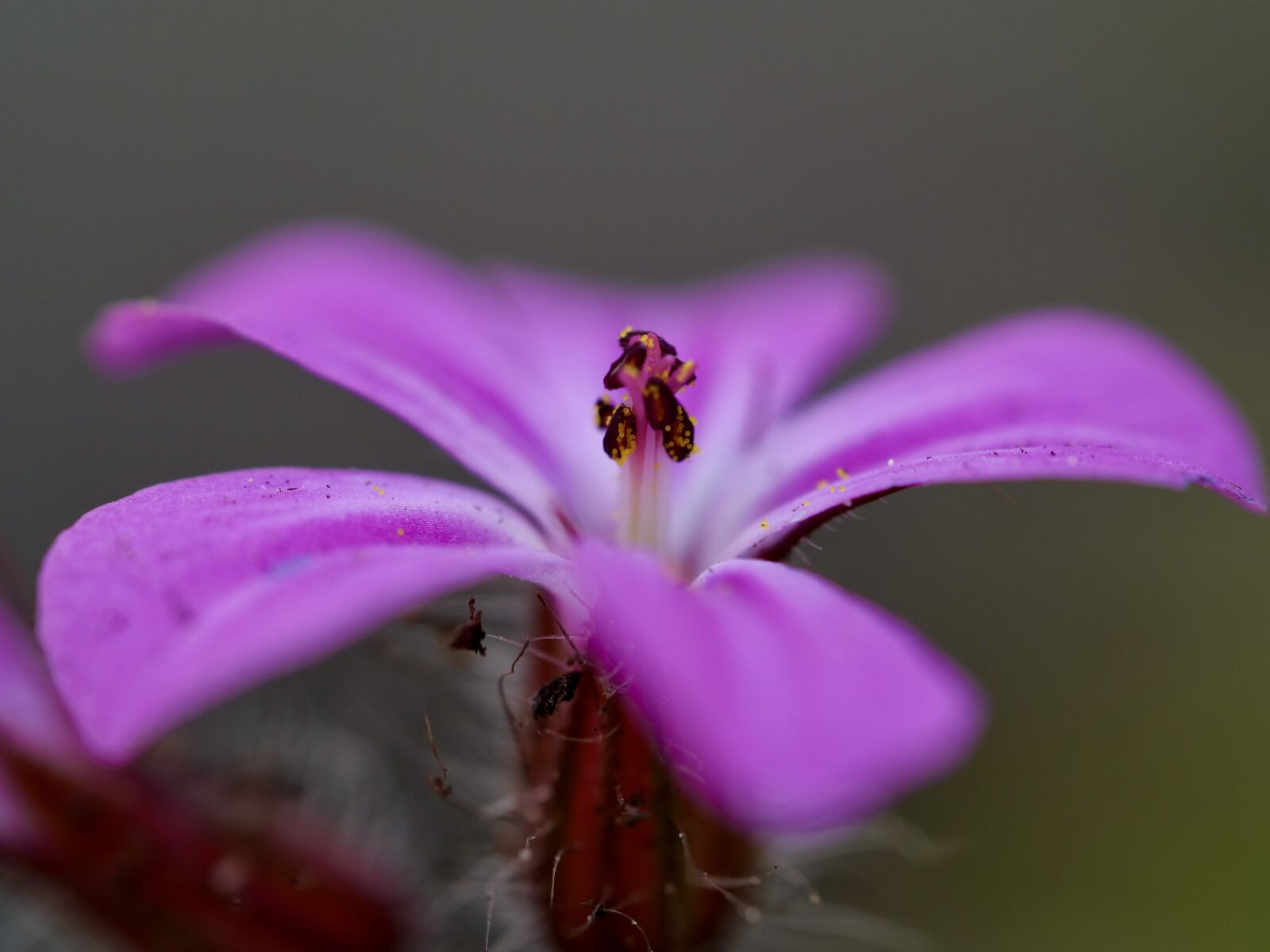 Panasonic Lumix DC-G9 sample photo. Spring, flower, close up photography