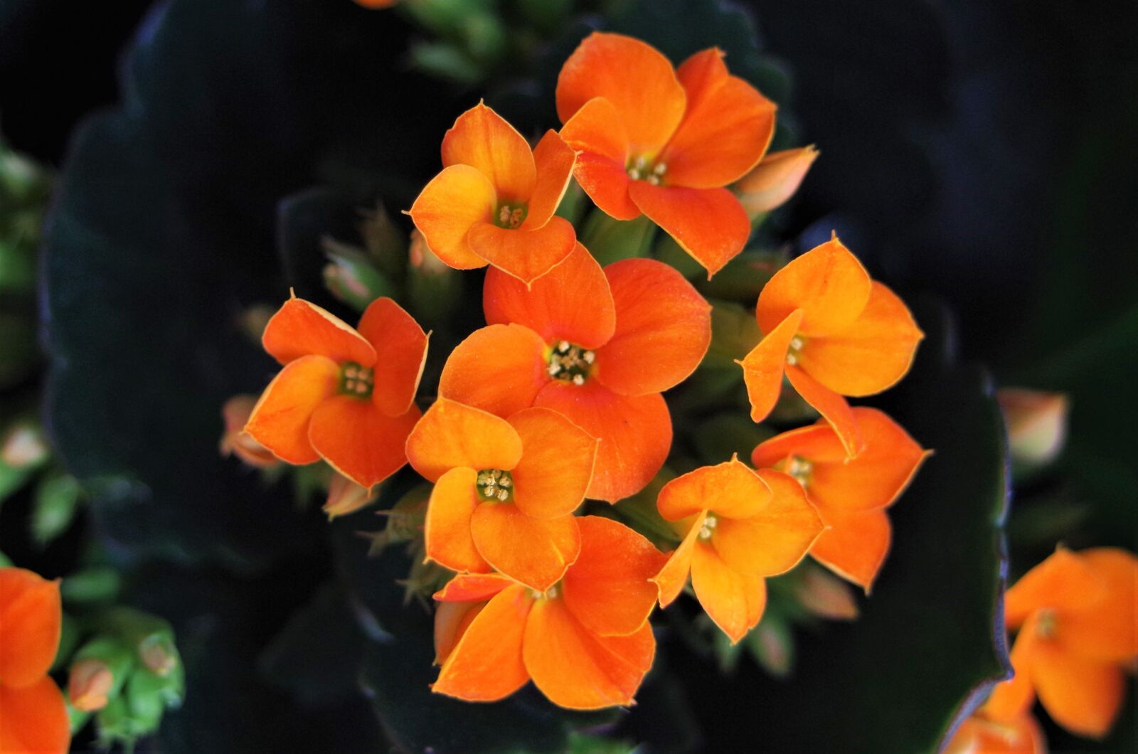 Pentax K-50 sample photo. Flowers, orange flowers, spring photography