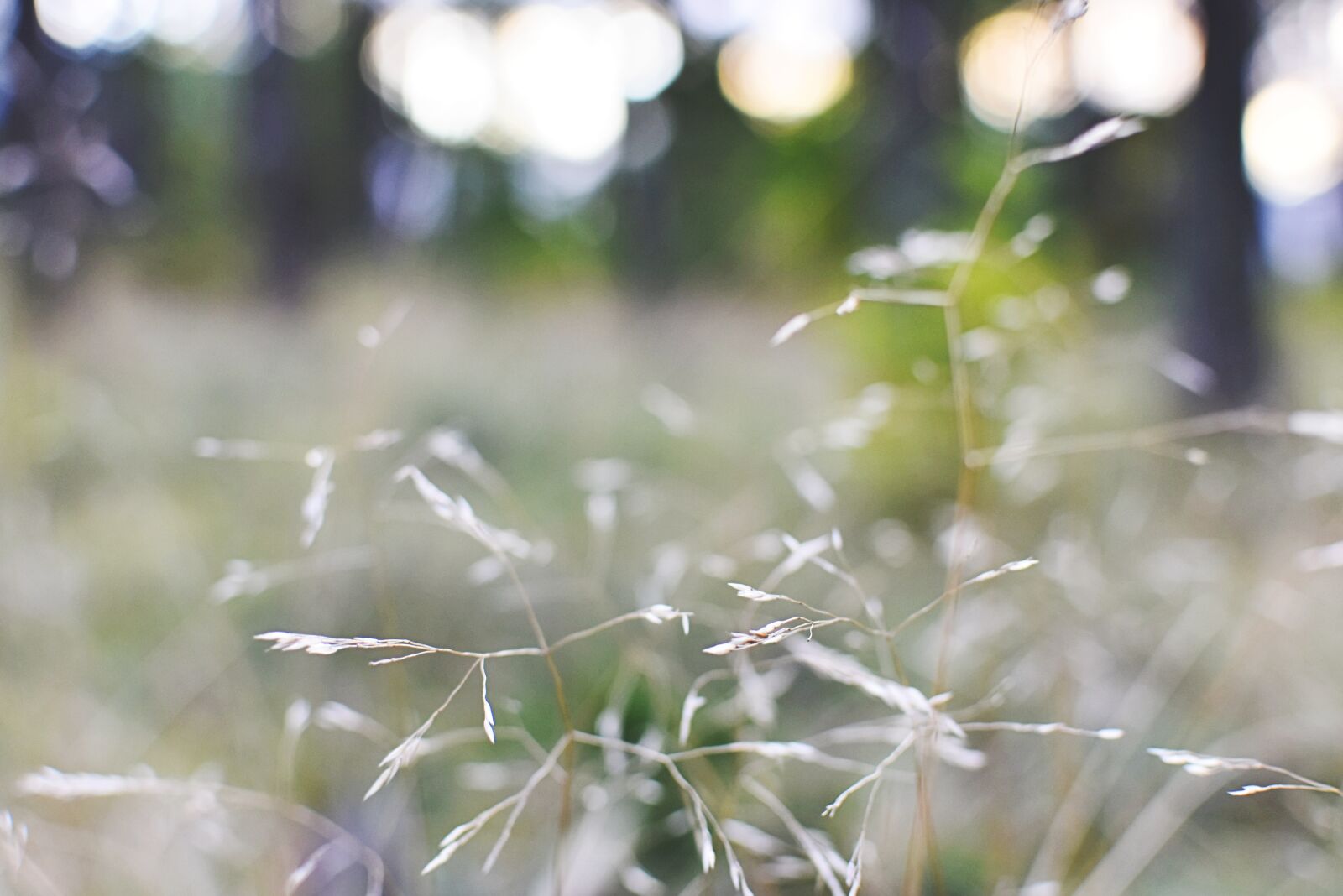 Nikon D7200 sample photo. Background, nature, grass photography
