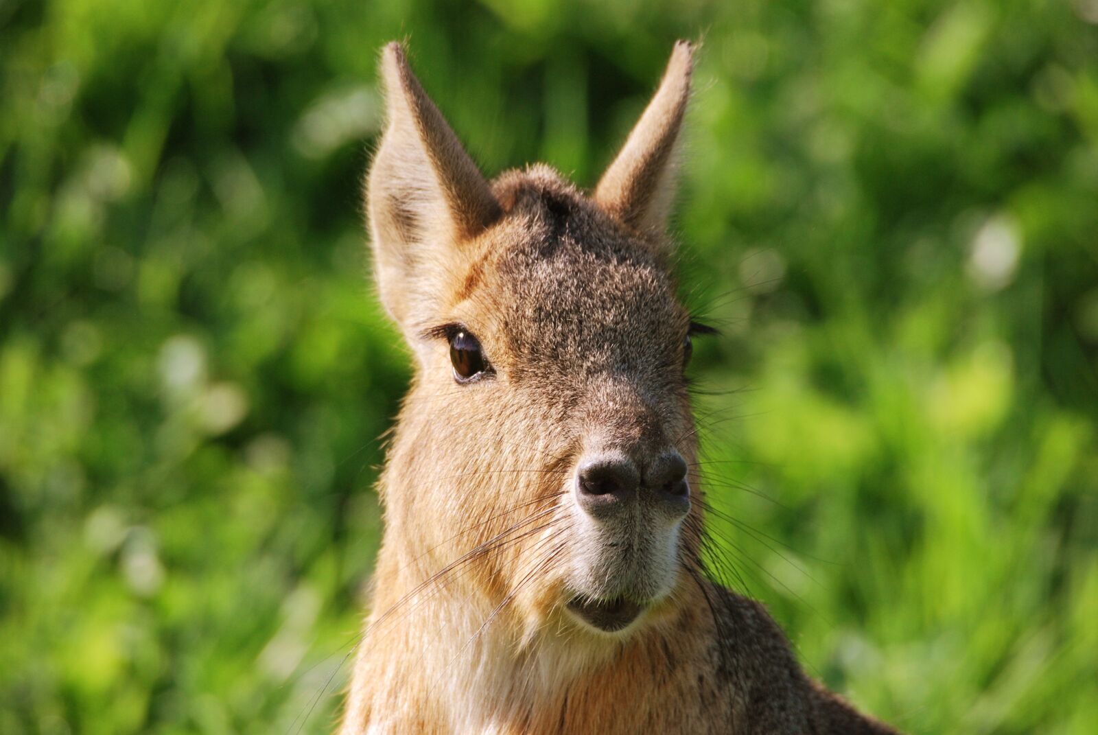 Nikon D60 sample photo. Animal, looking, cute photography