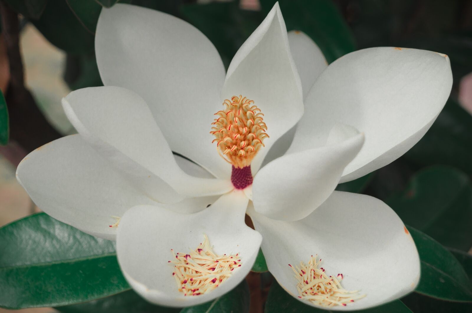 Sony SLT-A37 sample photo. Magnolia, flower, plant photography