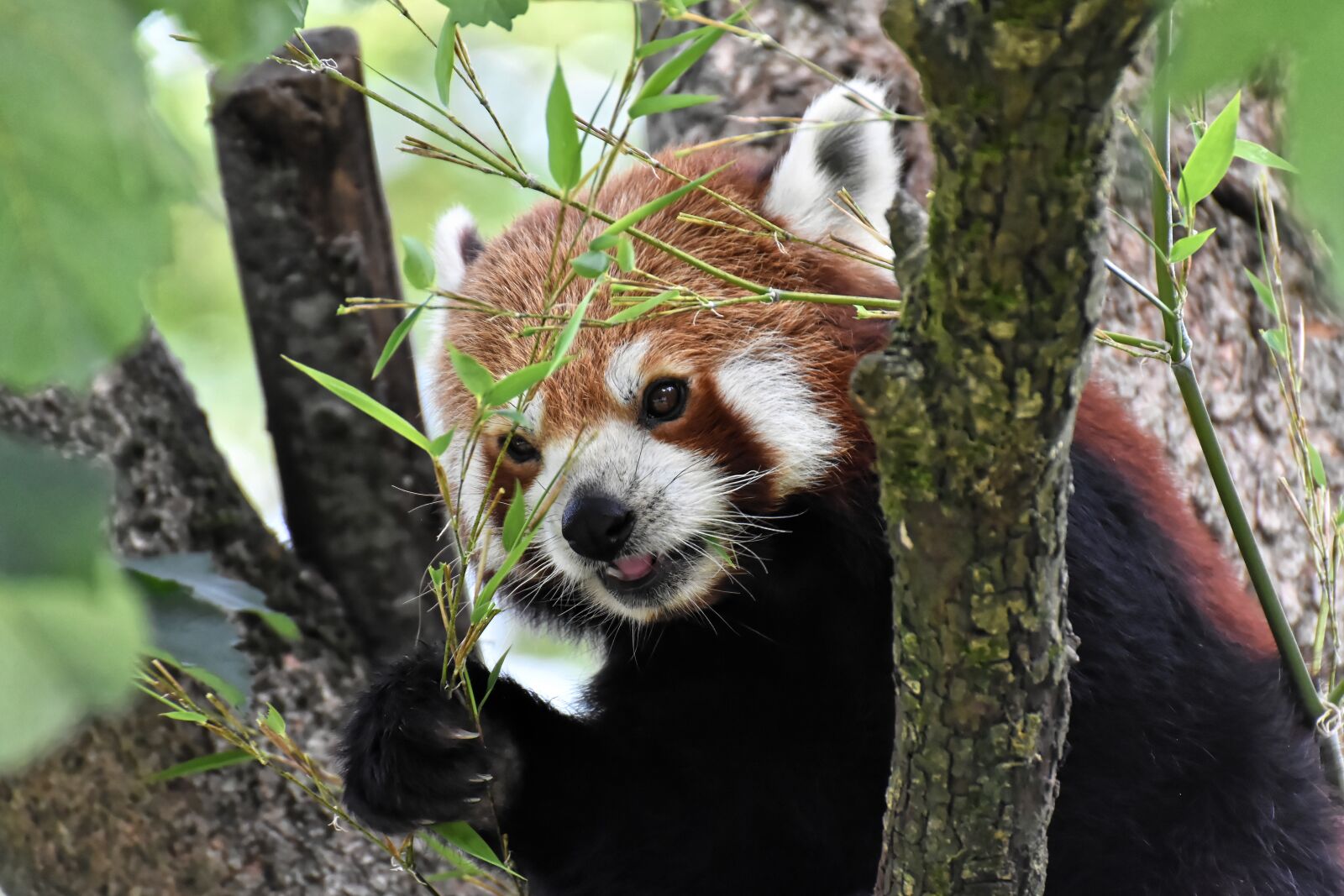 Nikon D7200 sample photo. Panda, red panda, bear photography