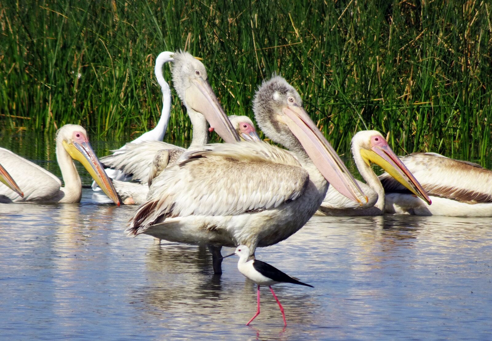 Sony Cyber-shot DSC-HX90V sample photo. Bird, great white pelican photography