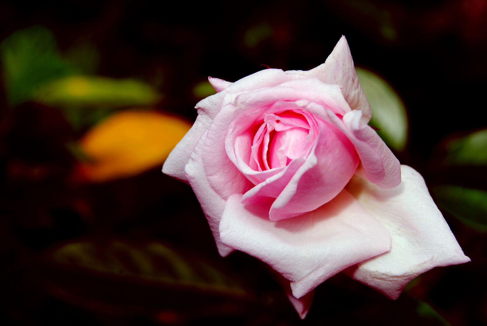 Nikon D3000 sample photo. Beautiful, bloom, blossom, bud photography