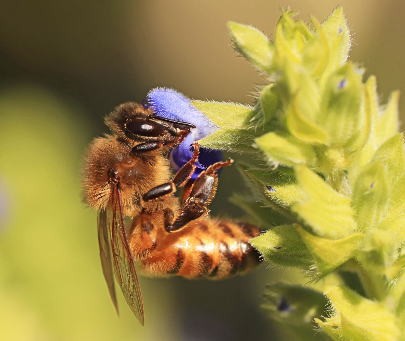 Tamron SP 90mm F2.8 Di VC USD 1:1 Macro sample photo. Bee, insect, nectar photography
