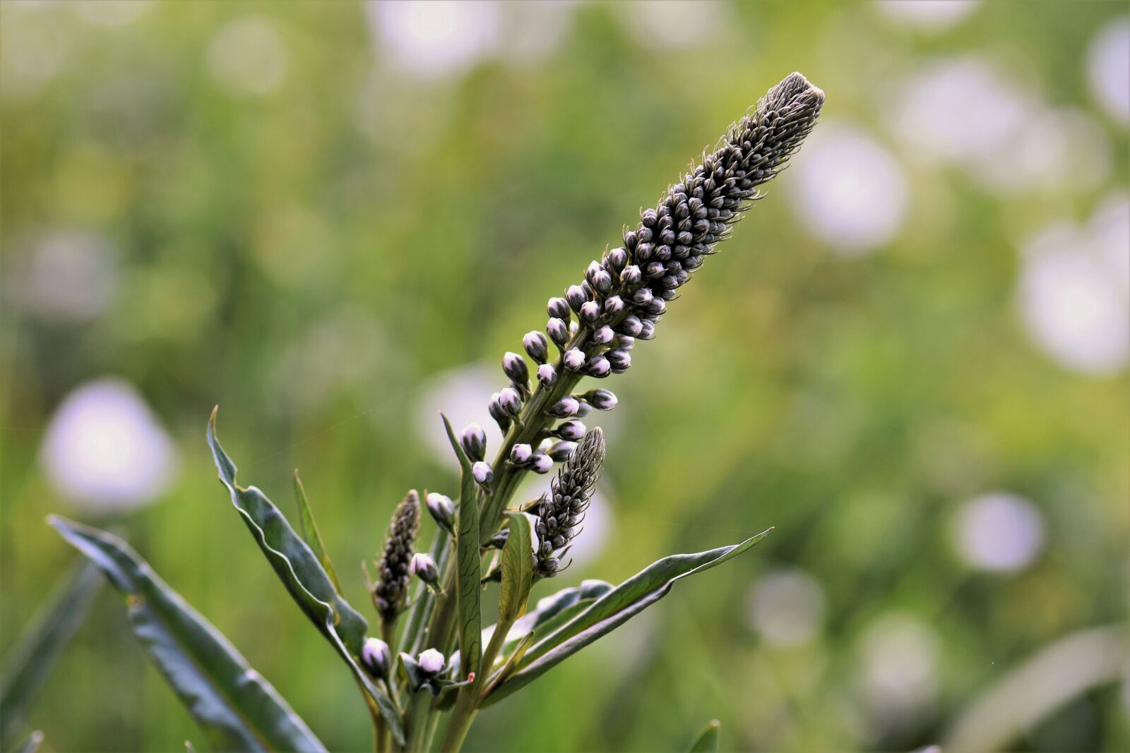 Nikon D5500 sample photo. Black cohosh, plant, blossom photography