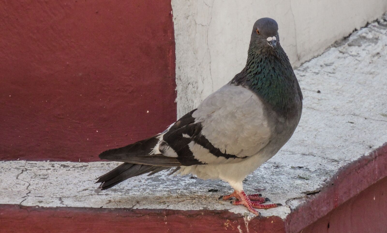Samsung WB2200F sample photo. Bird, squab, birds photography