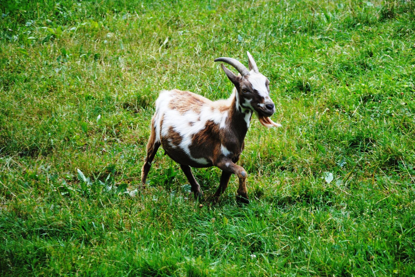 Nikon D3000 sample photo. Goat, nature, meadow photography