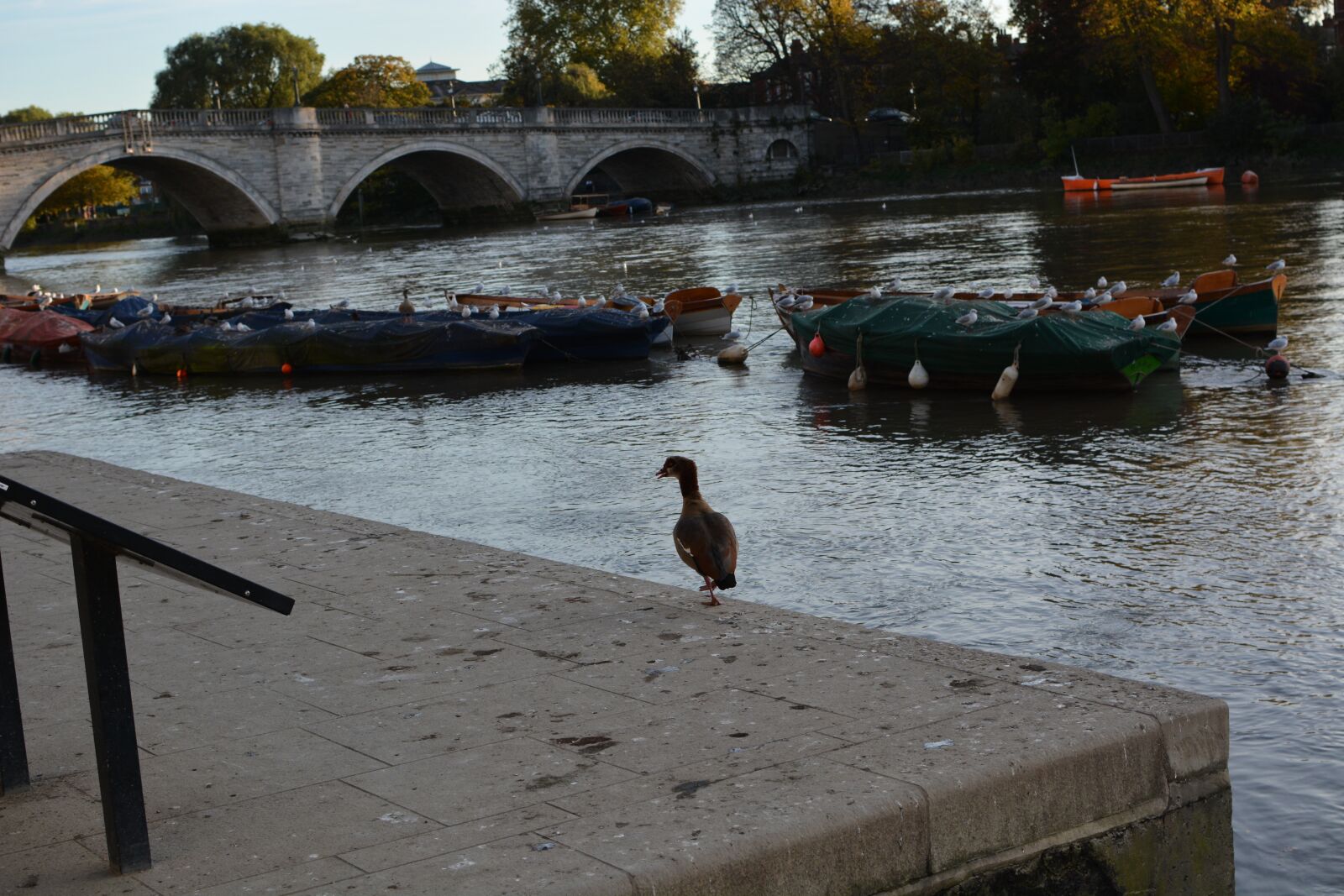 Nikon D7100 sample photo. Birds, river, water photography