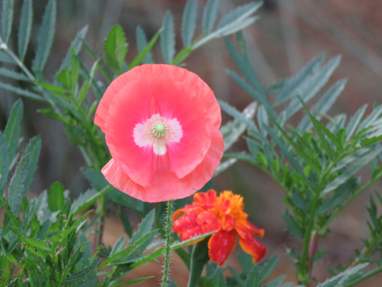 Canon PowerShot SX60 HS sample photo. Flower, peach, poppy photography