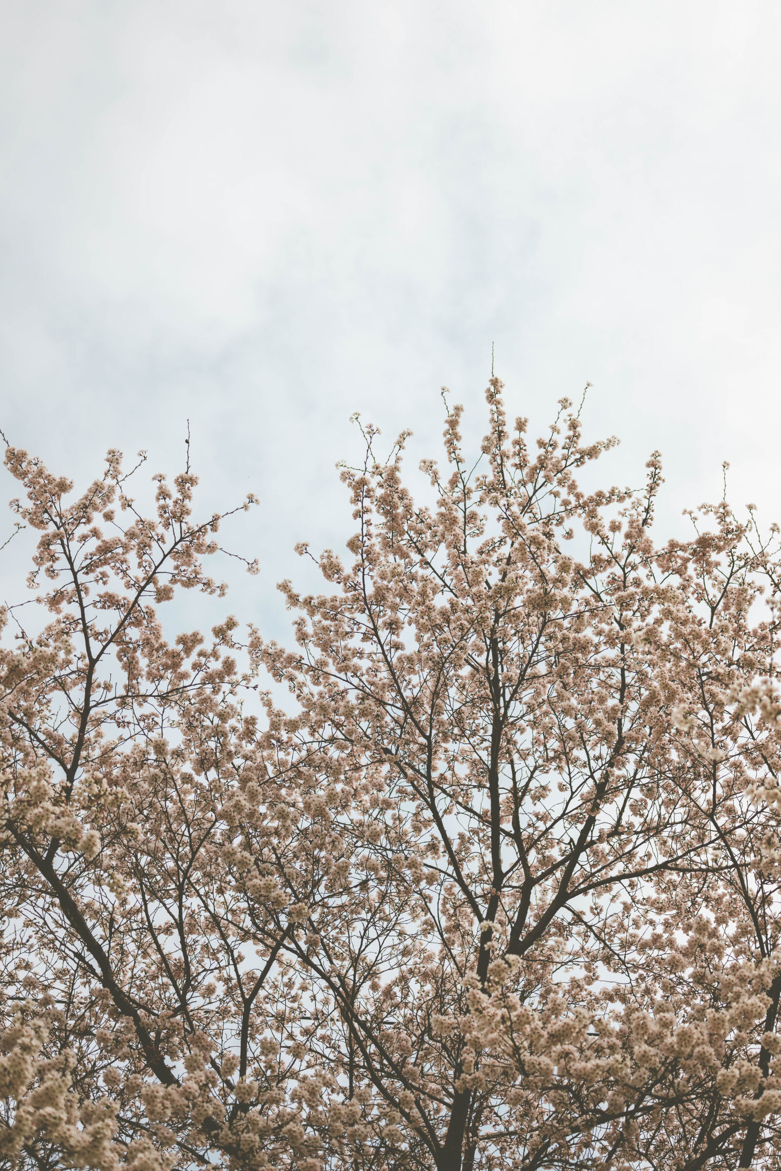 Nikon Z8 sample photo