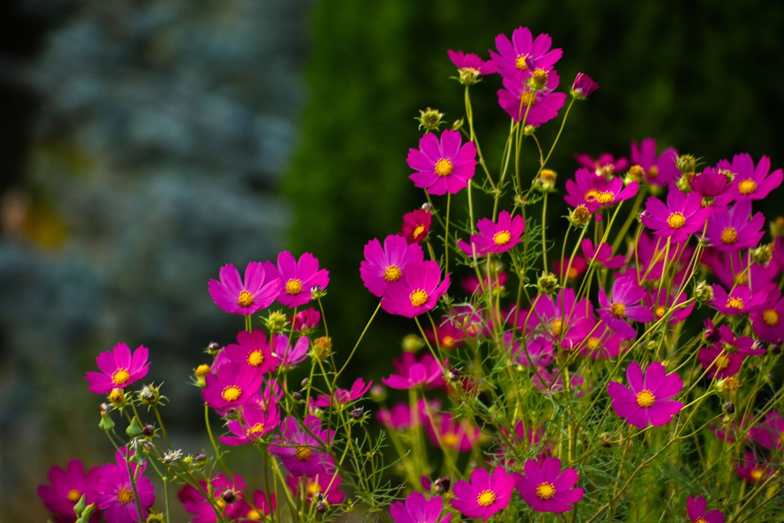 Nikon D3400 sample photo. Flowers, pink, nature photography