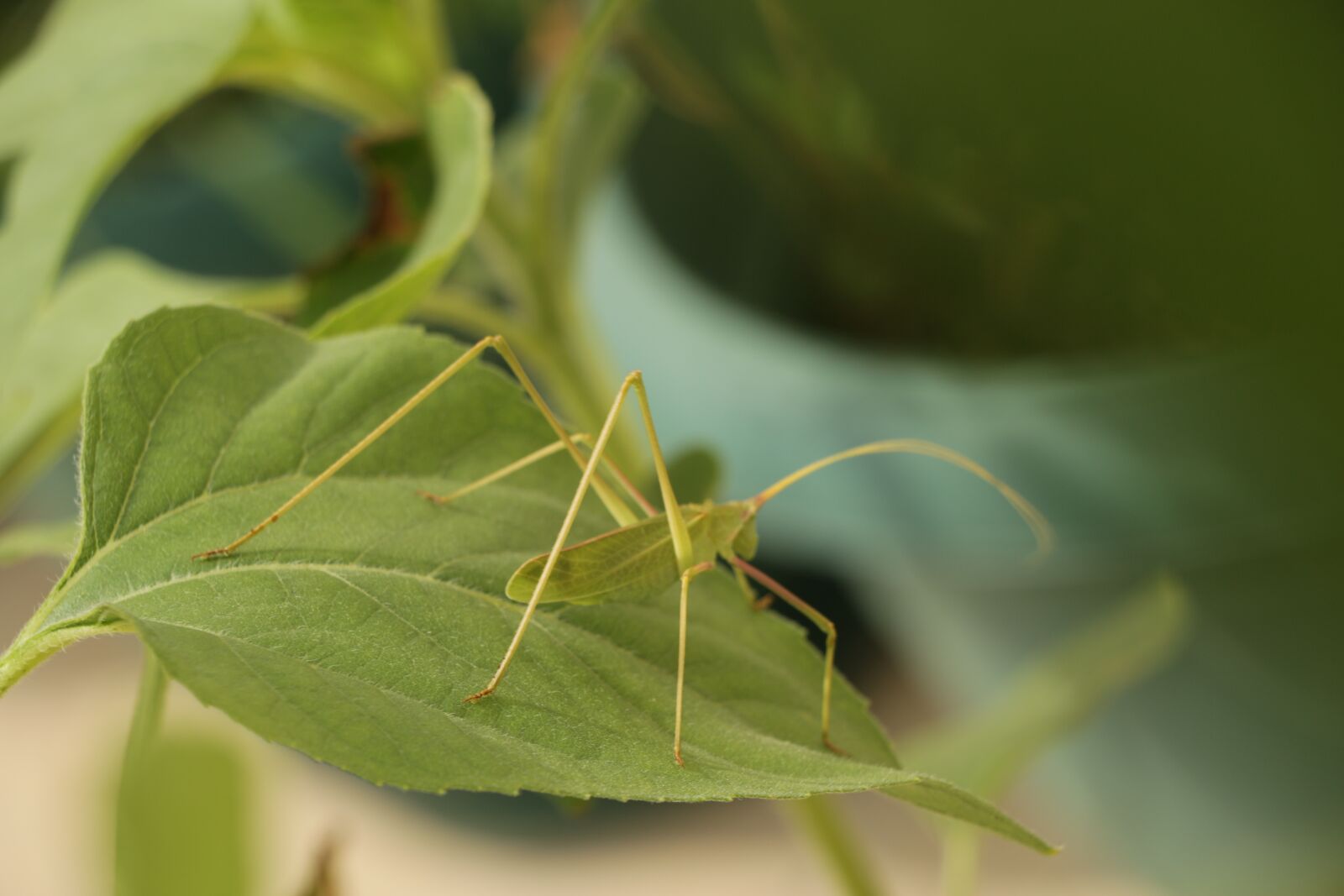 Canon EOS 70D sample photo. Leaves, nature, plant photography