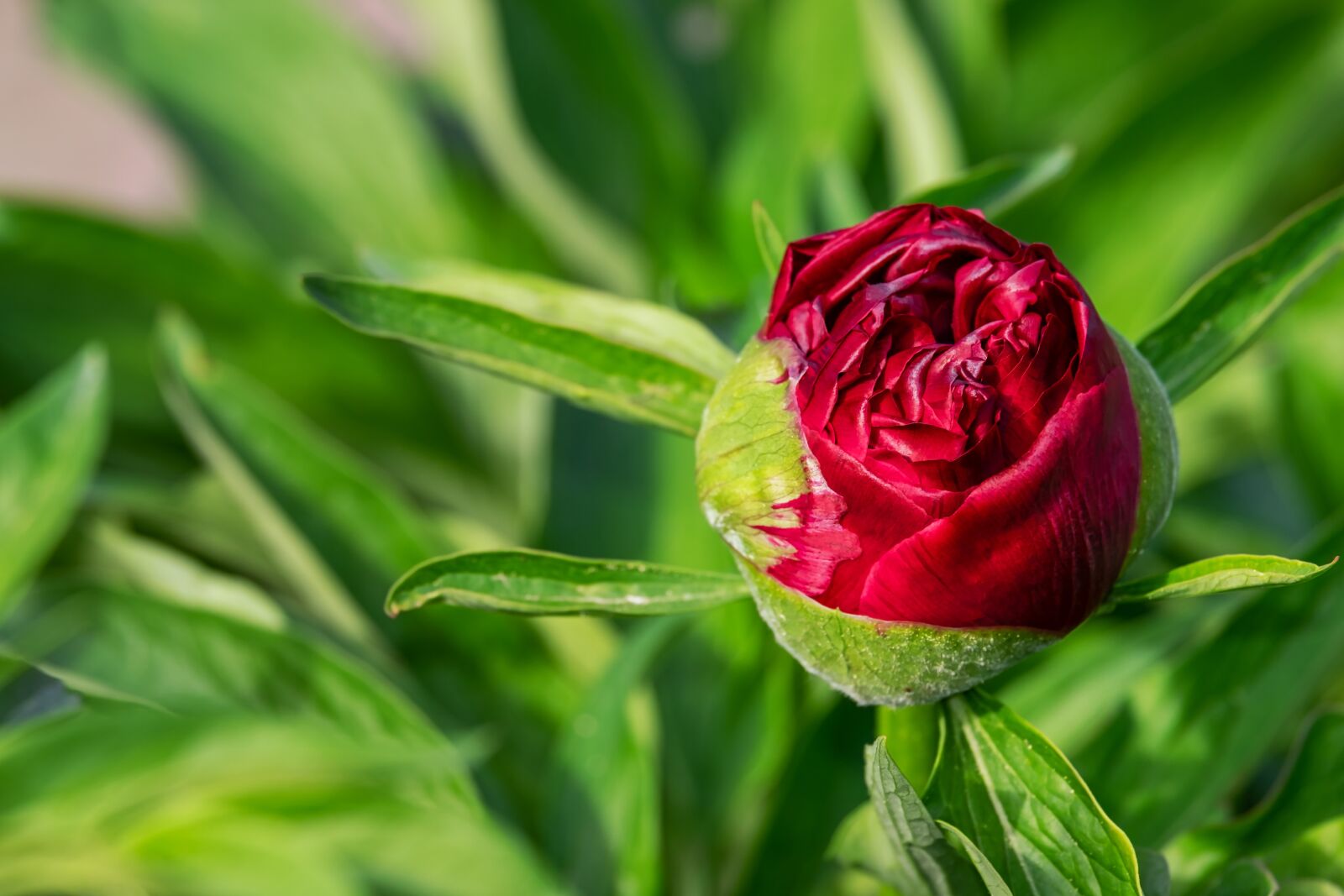 Fujifilm XF 55-200mm F3.5-4.8 R LM OIS sample photo. Peony, flower, nature photography