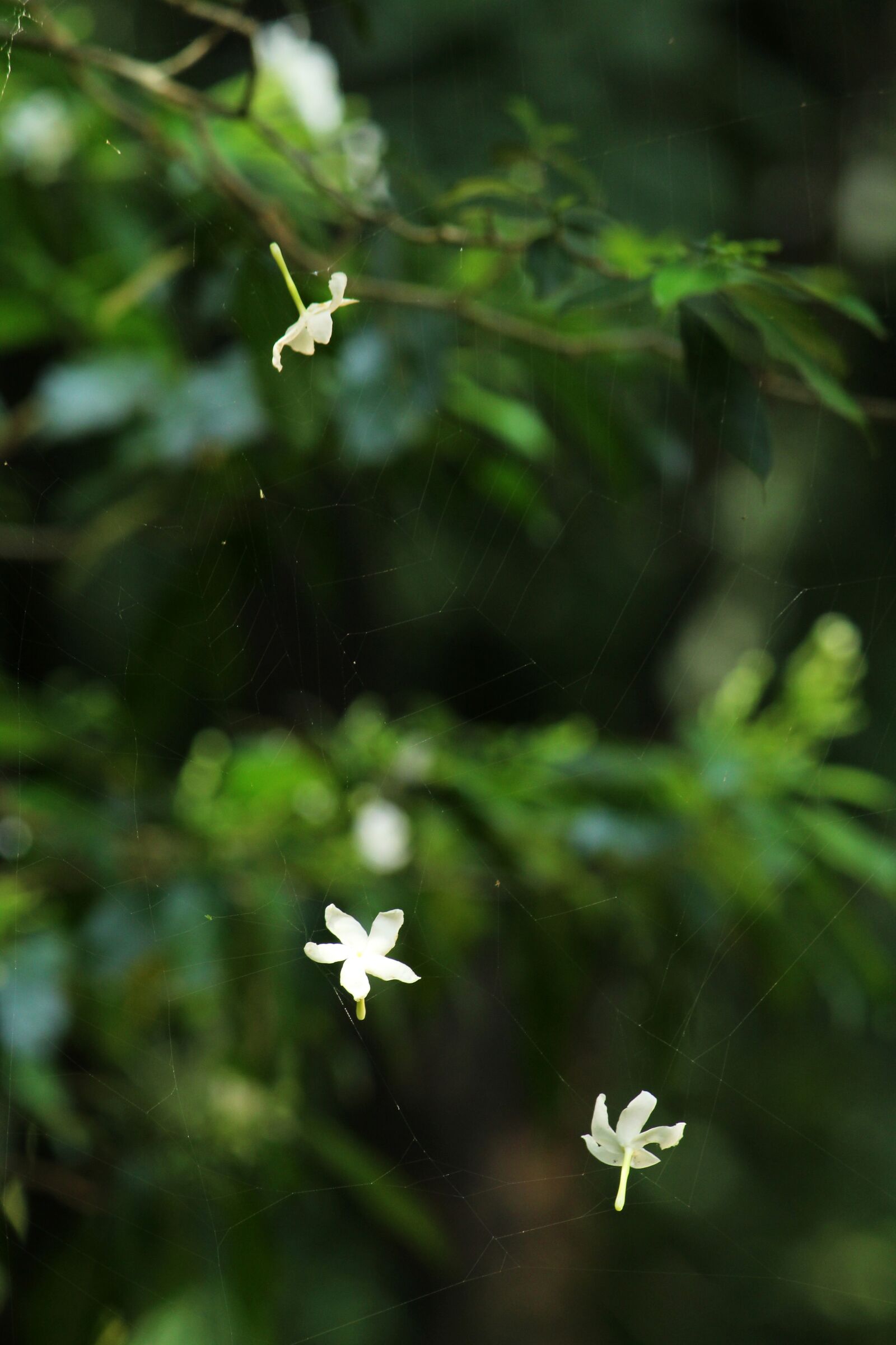 Canon EOS 1300D (EOS Rebel T6 / EOS Kiss X80) sample photo. Flower, web, floral photography