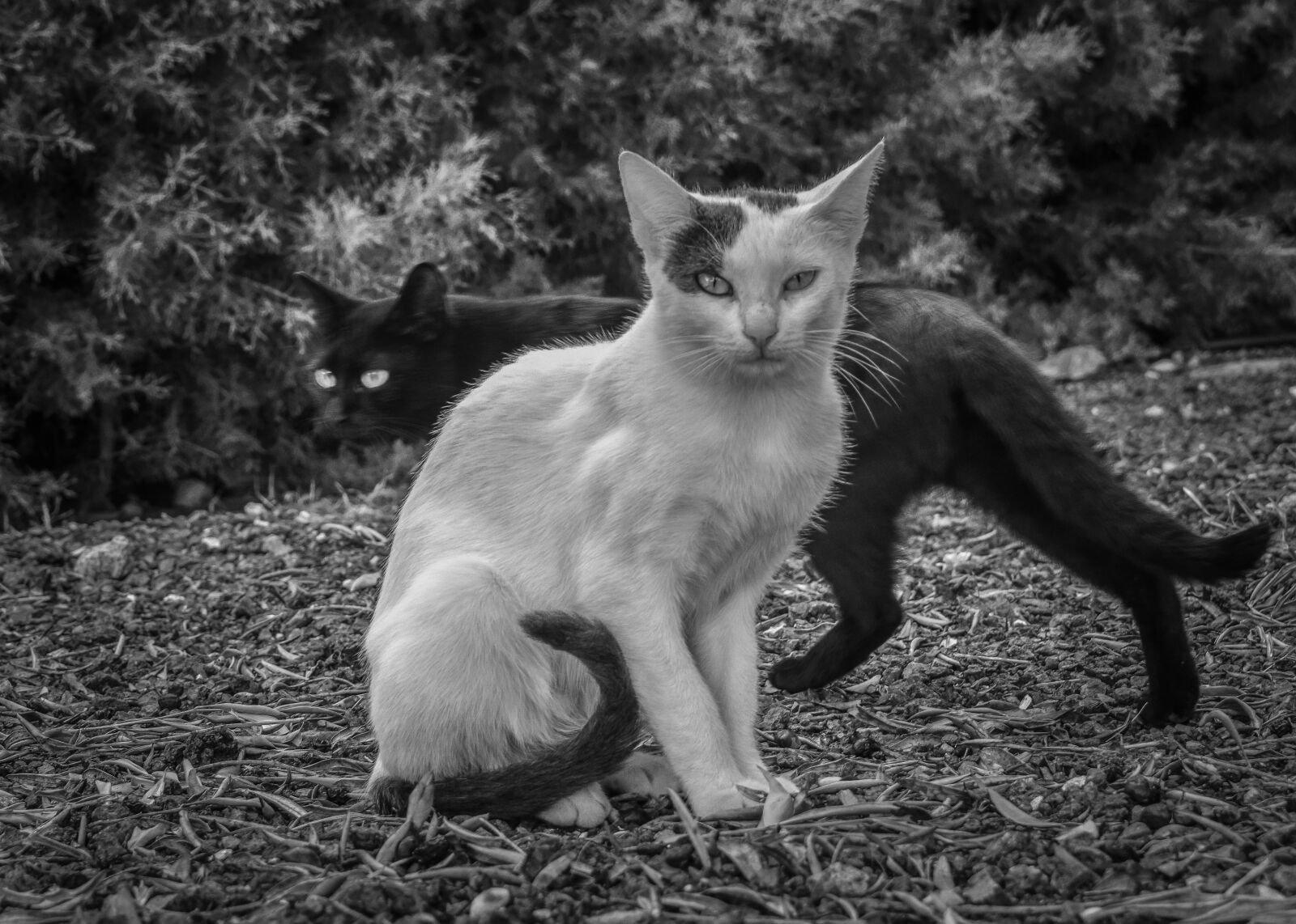 Nikon D3300 sample photo. Cats, looking, mean photography