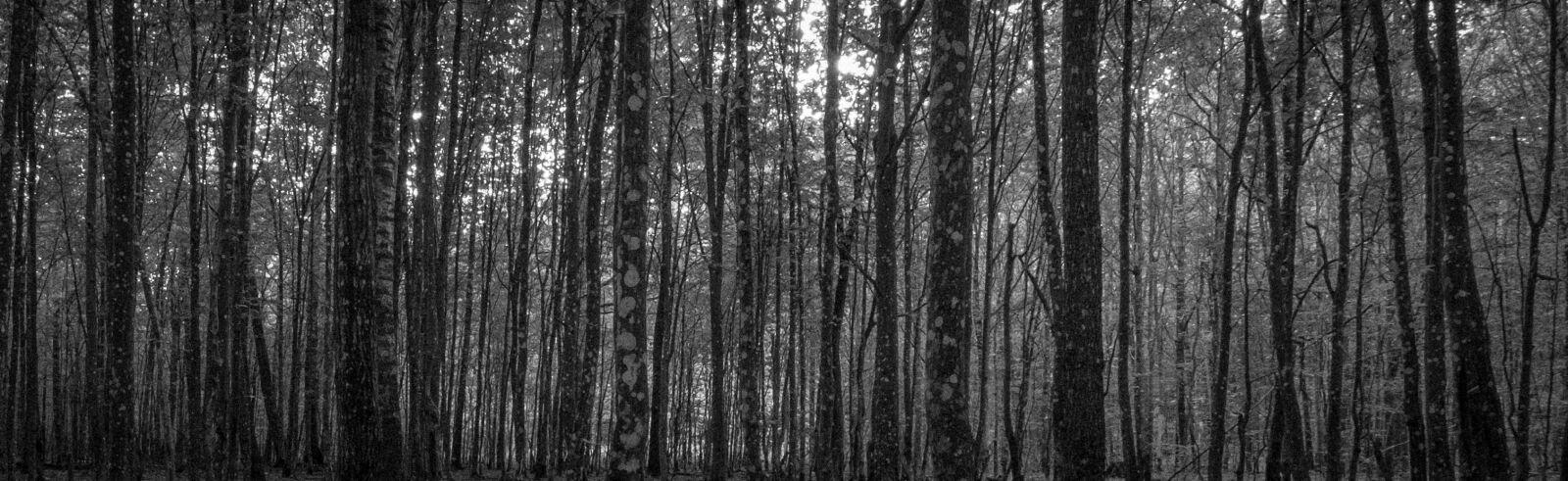 Fujifilm XF 10-24mm F4 R OIS sample photo. Forest, hornbeam, tree photography