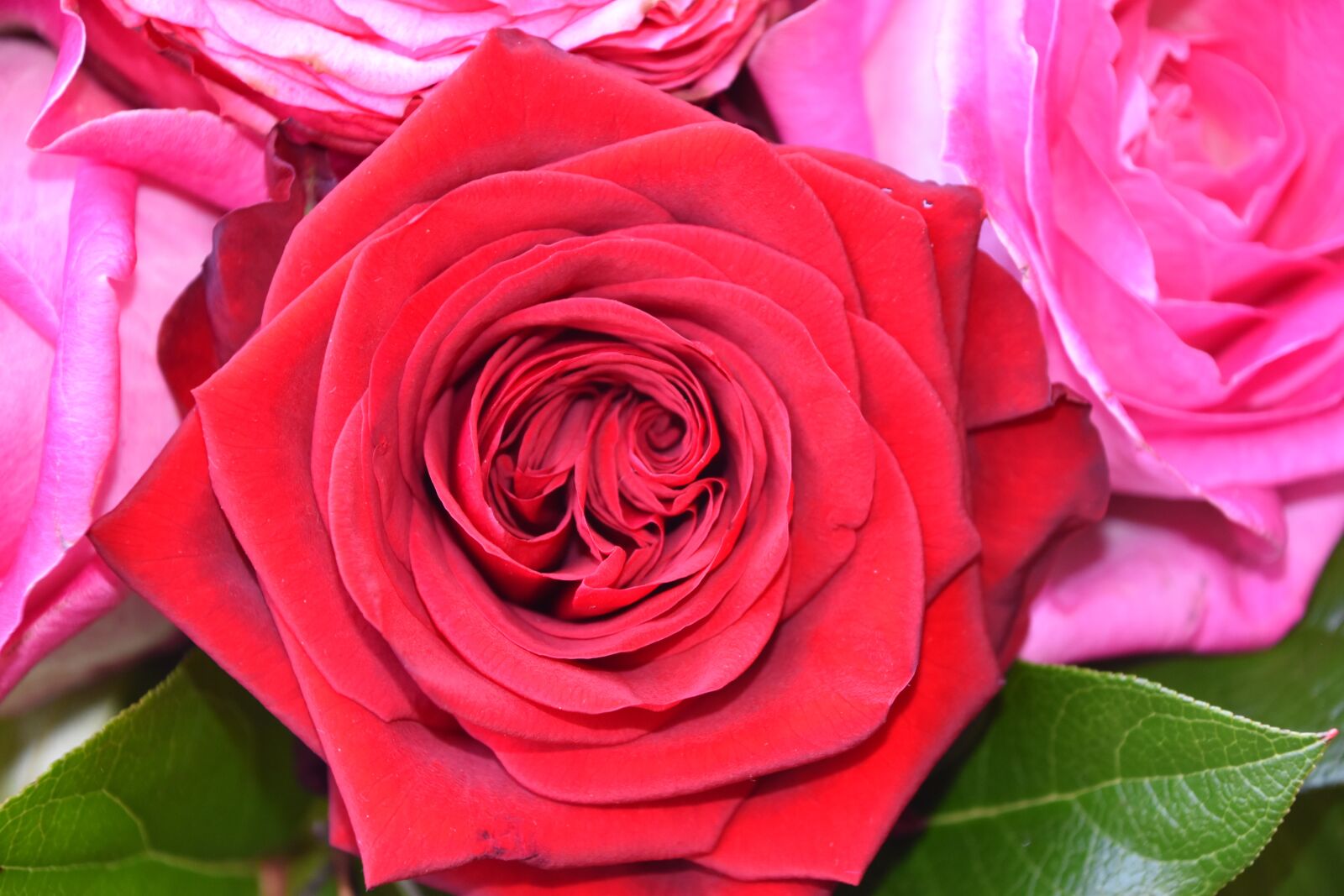 Nikon D5600 sample photo. Rosebush, flower, petal photography